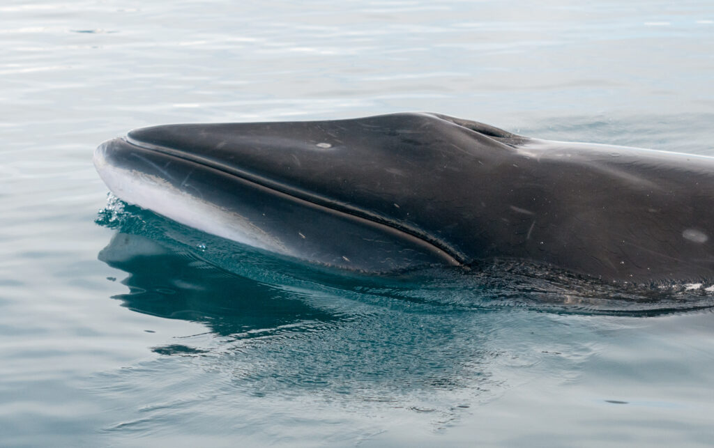 Antarctic Minke Whale