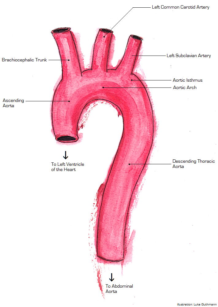 Aorta