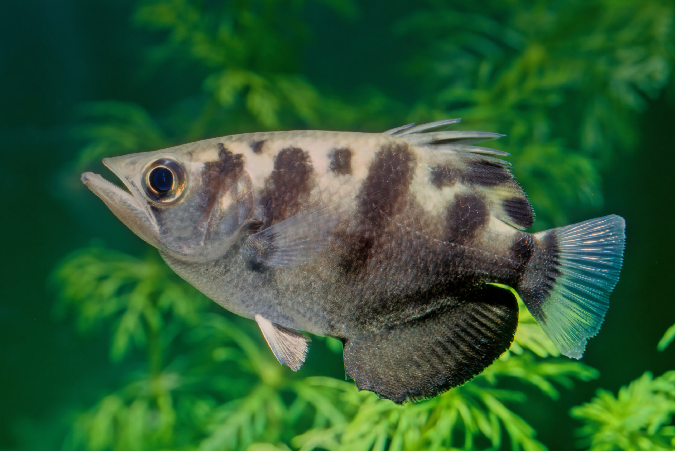 Archerfish