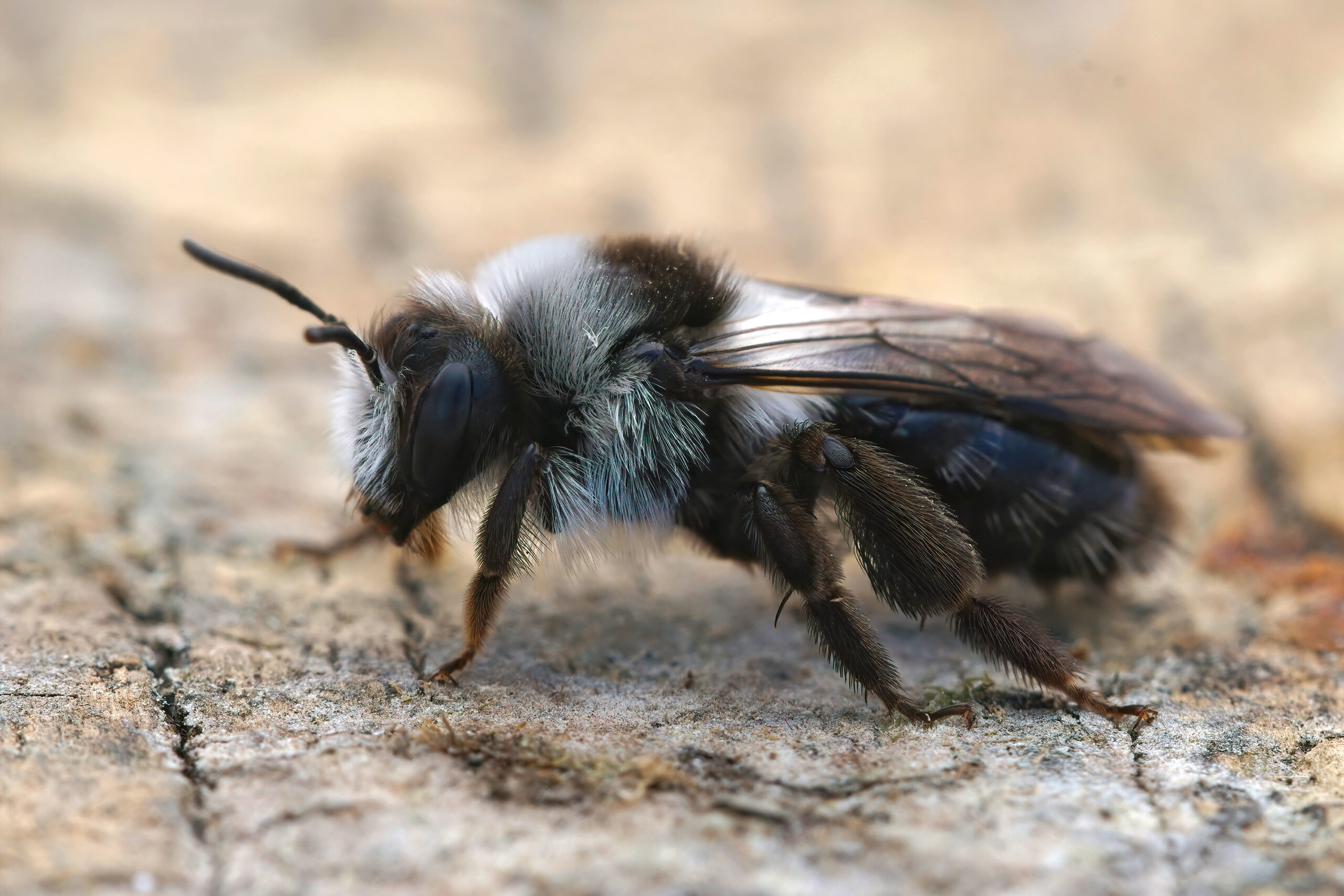 Ashy Mining Bee (Andrena cineraria)