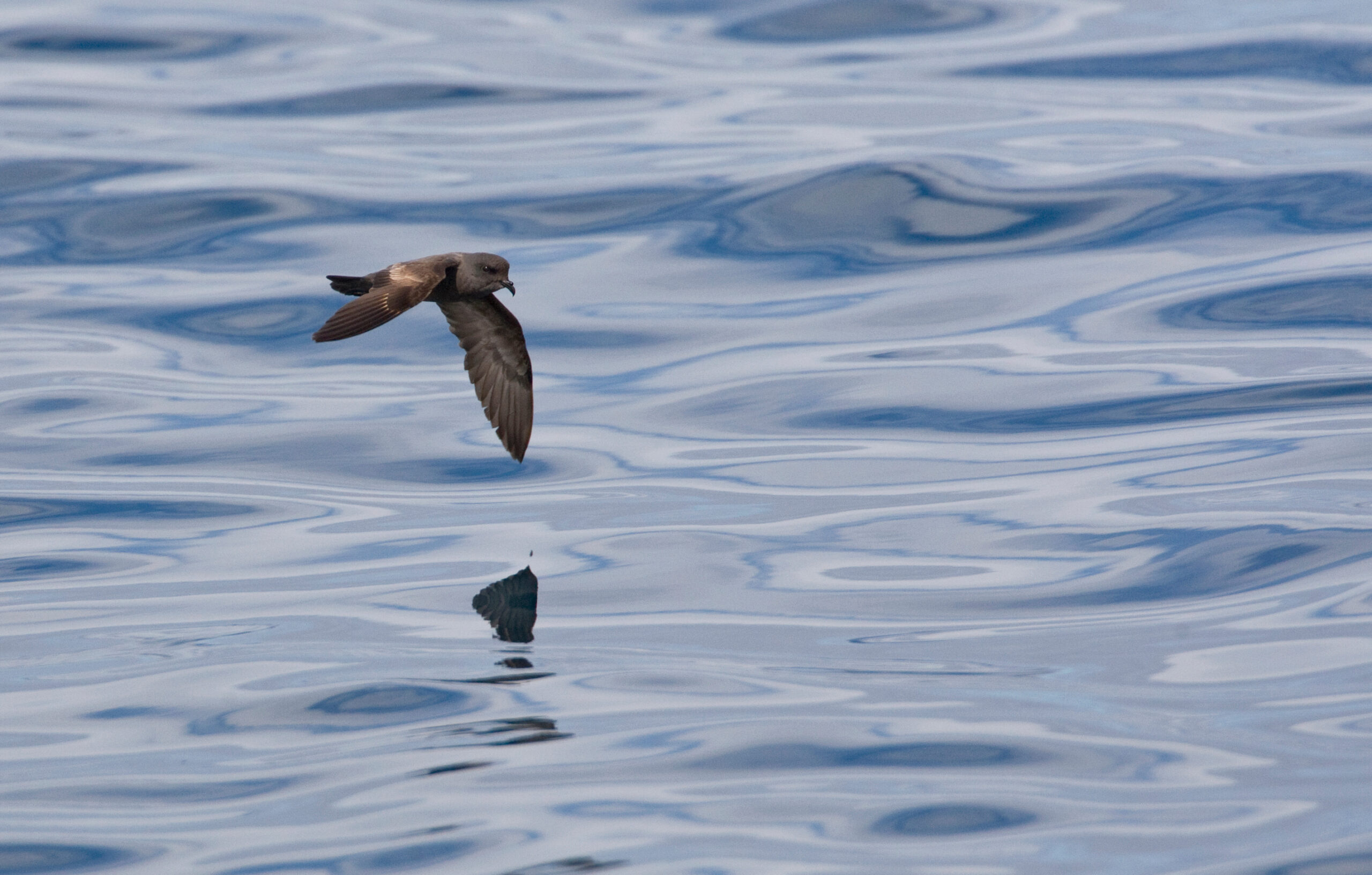 Ashy Storm-Petrel