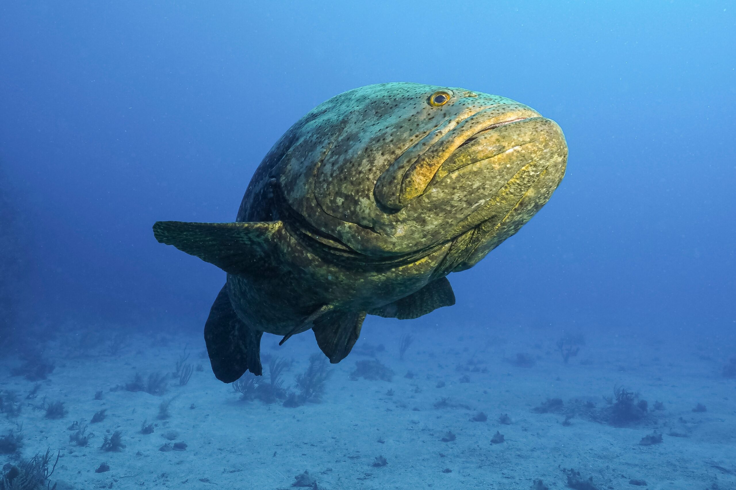 Atlantic Goliath Grouper