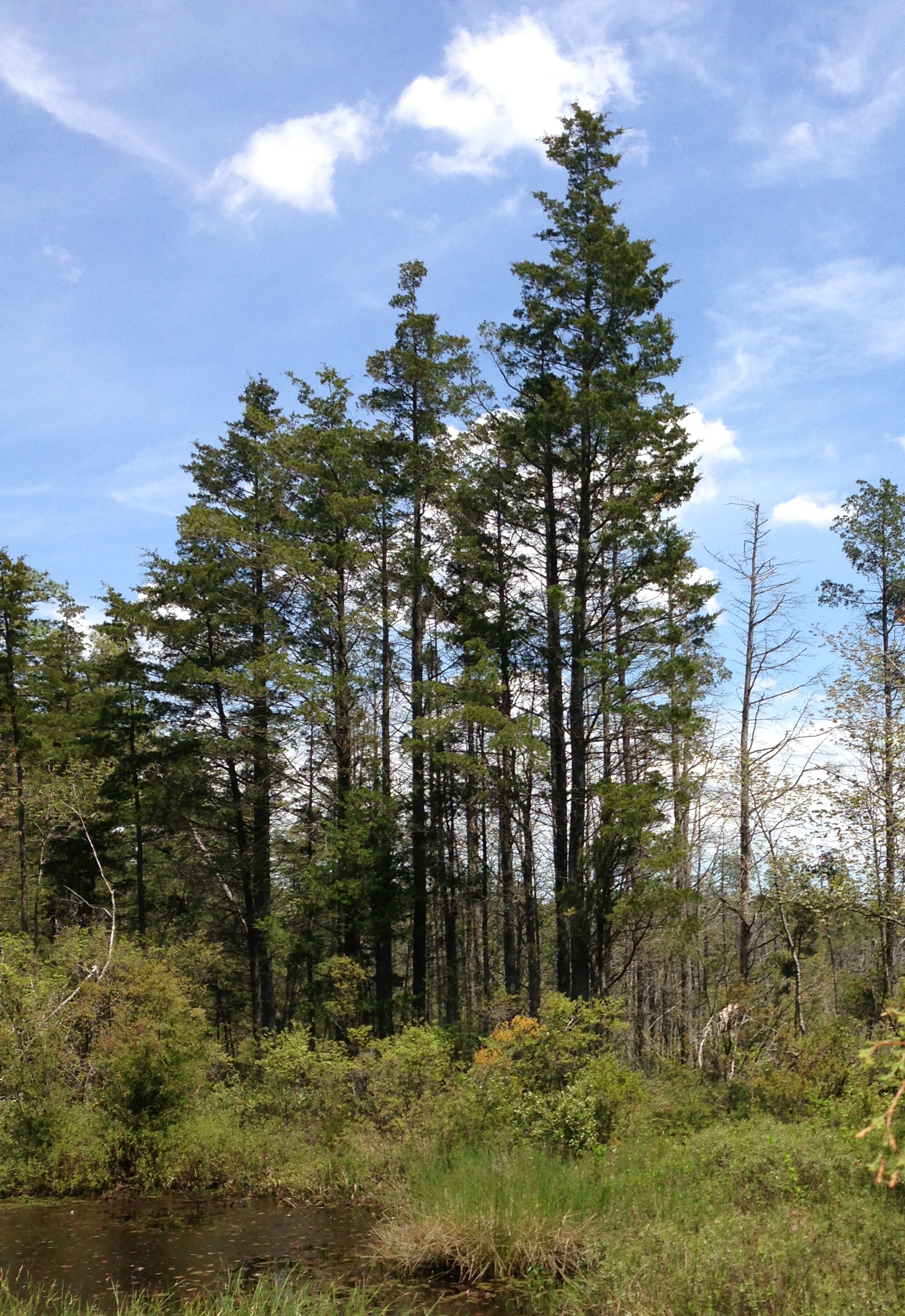 Atlantic White Cedar (Chamaecyparis thyoides)