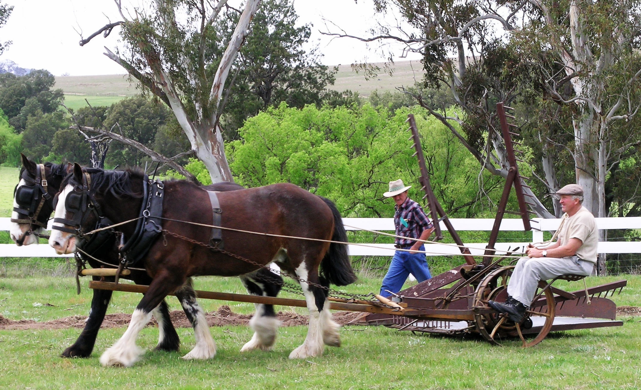 Australian Draught