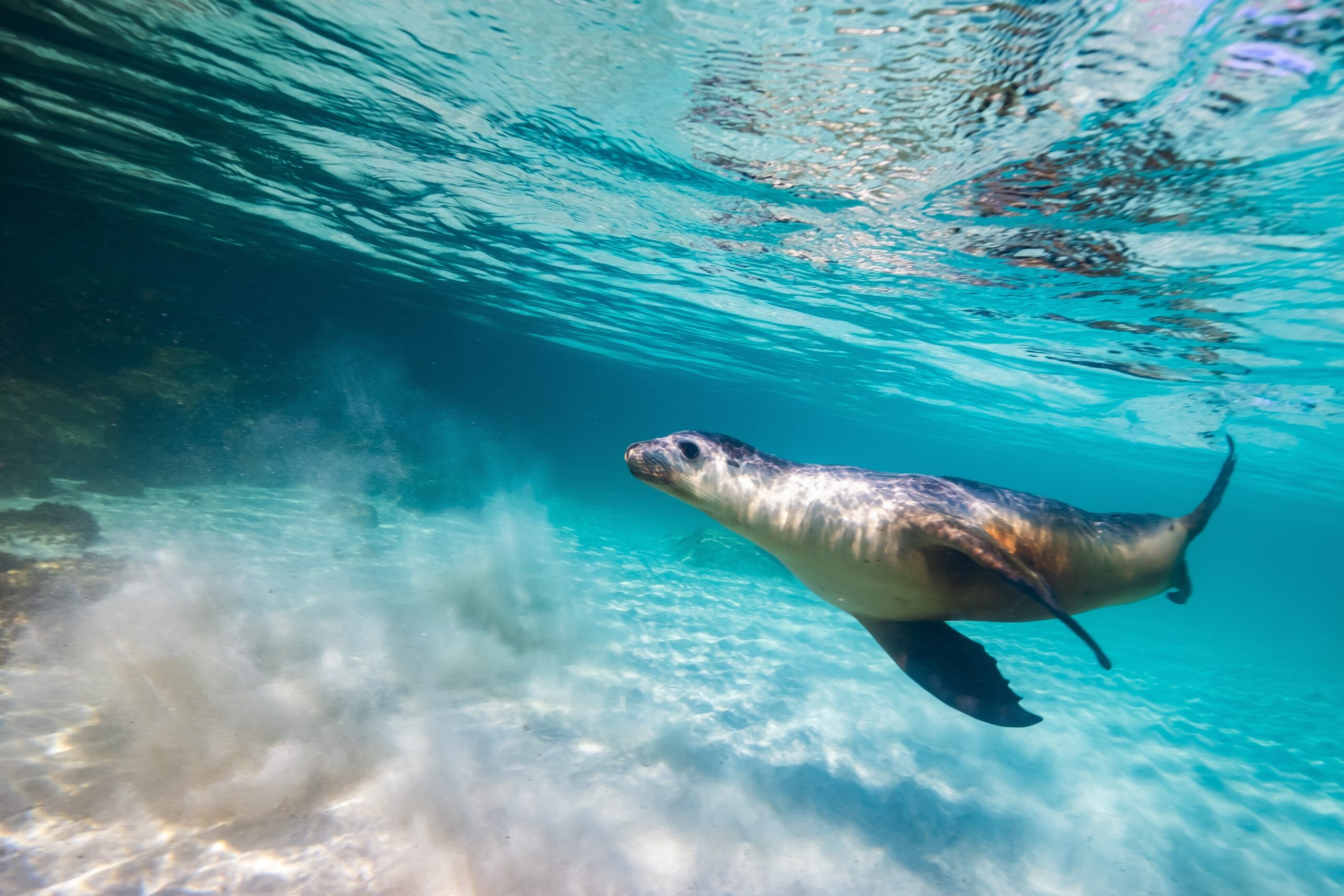 Australian Sea Lion