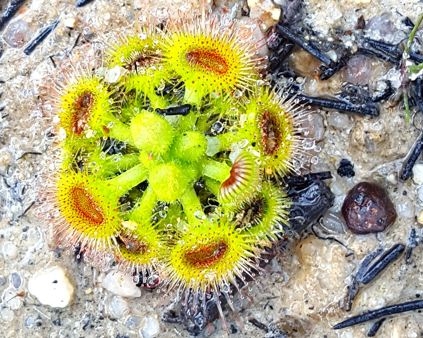 Australian Sundew (Drosera glanduligera)