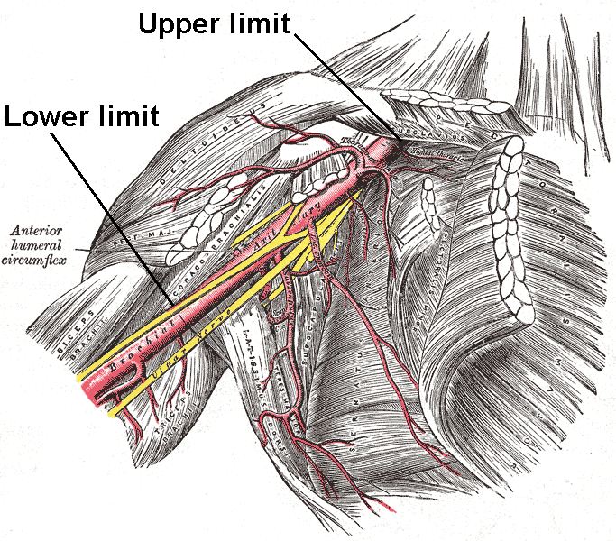 Axillary Artery