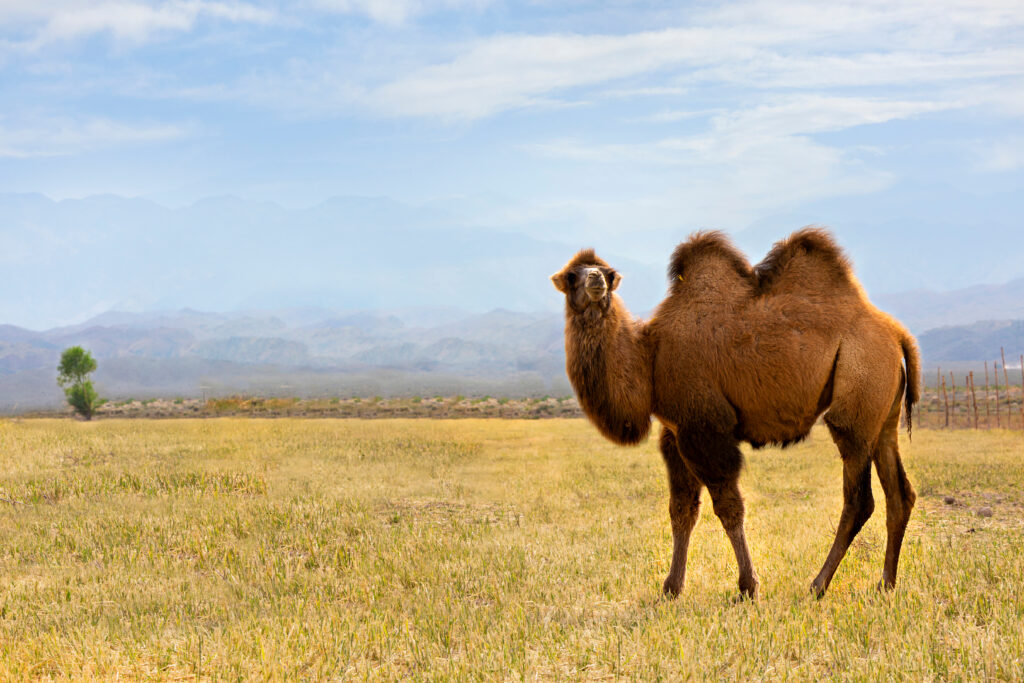 Bactrian Camel (Wild)