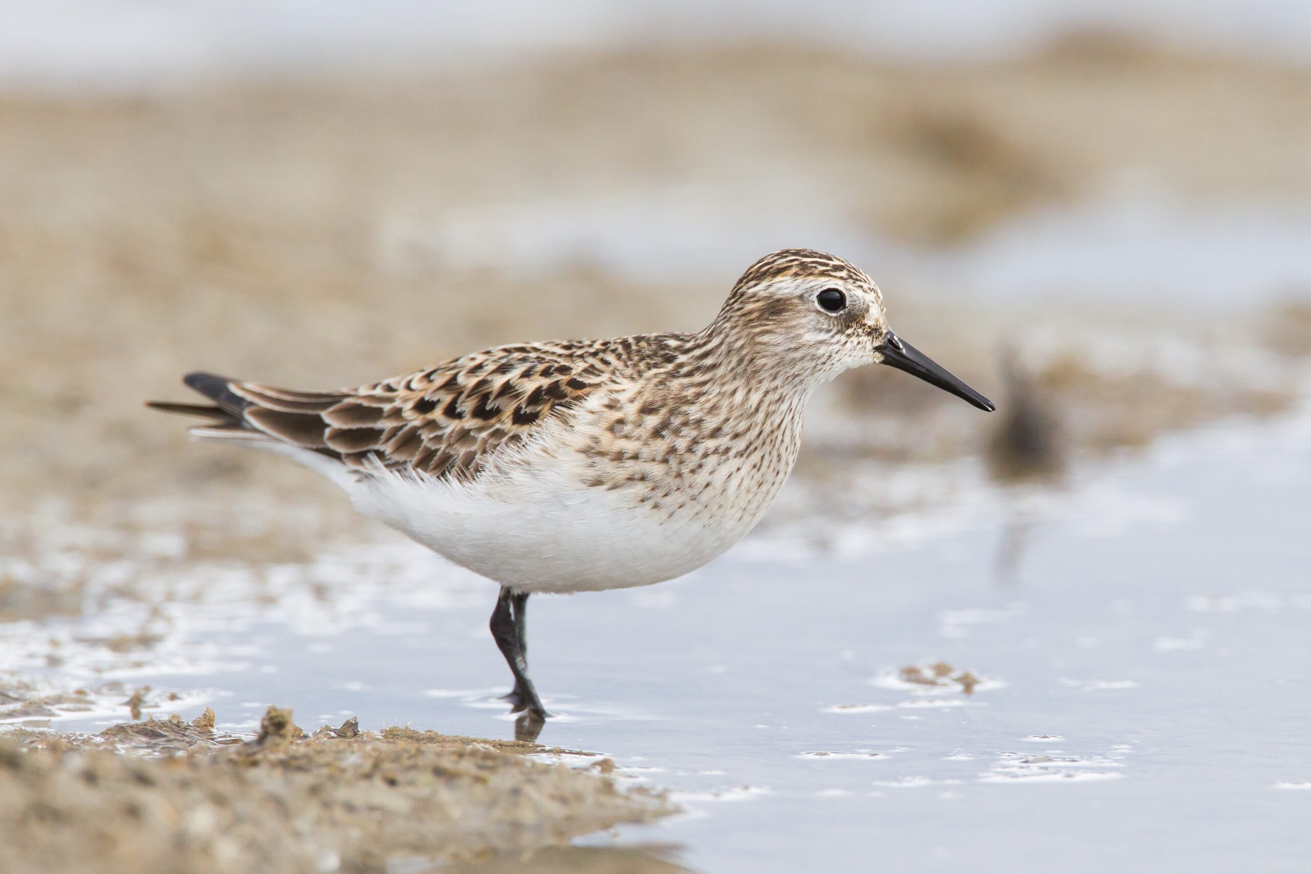 Baird's Sandpiper