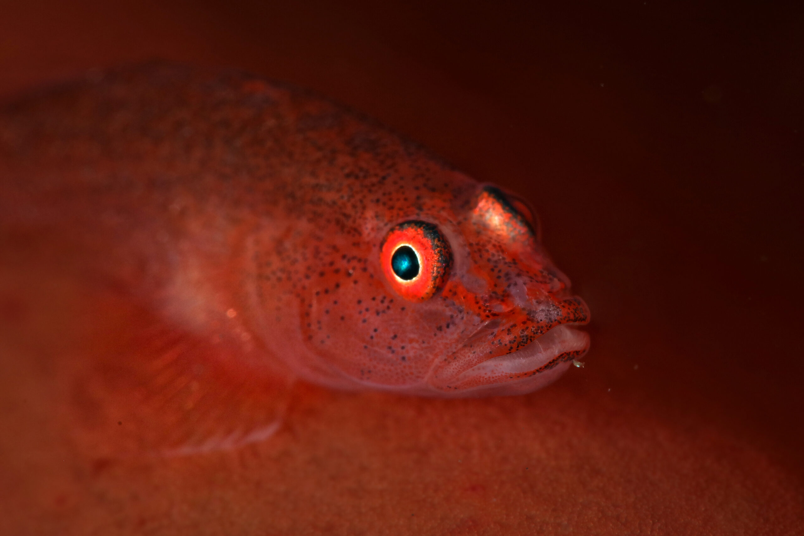 Barreleye Fish