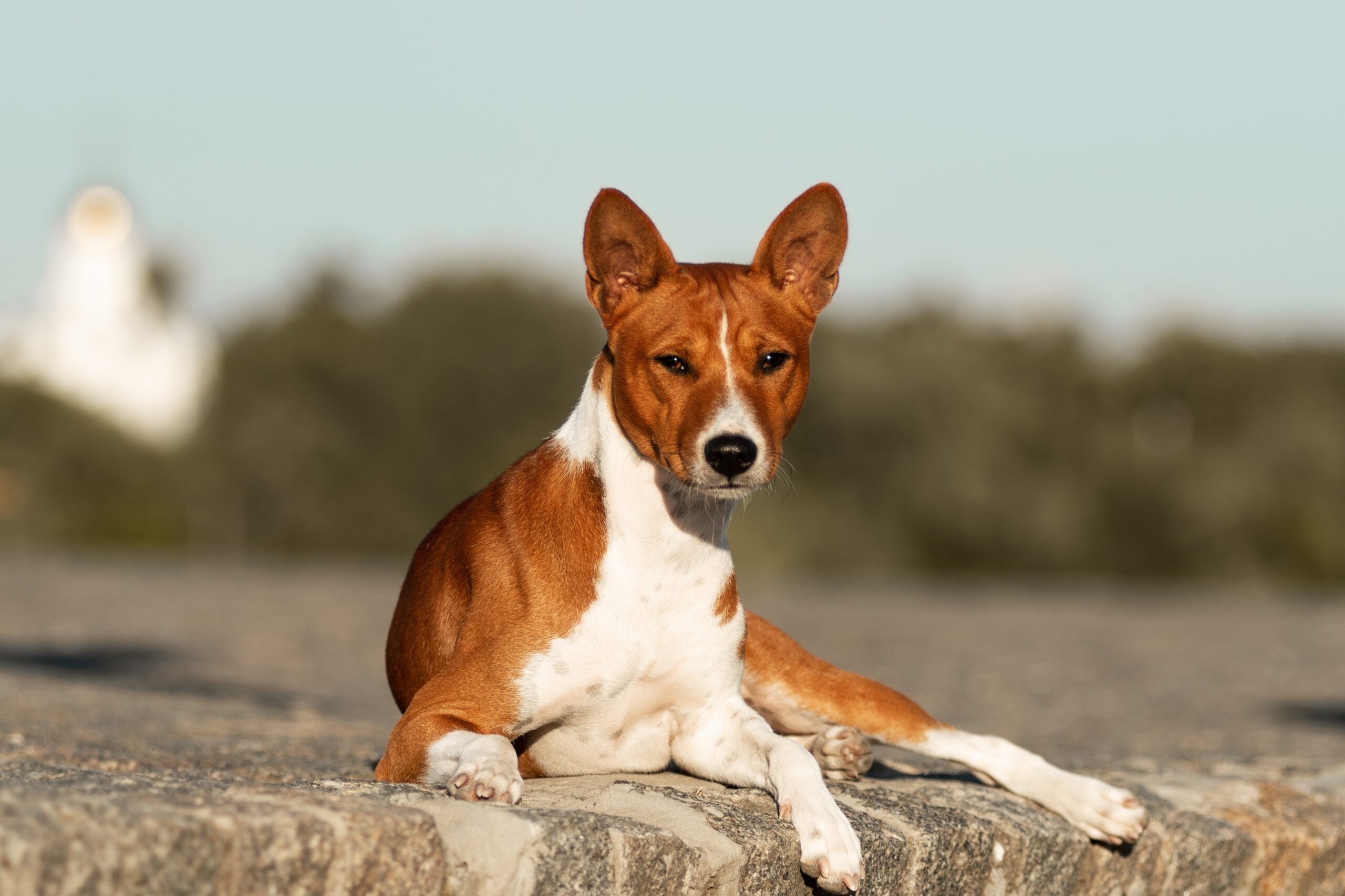 Basenji