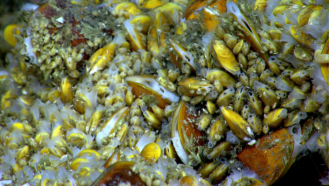 Bathymodiolus Mussels