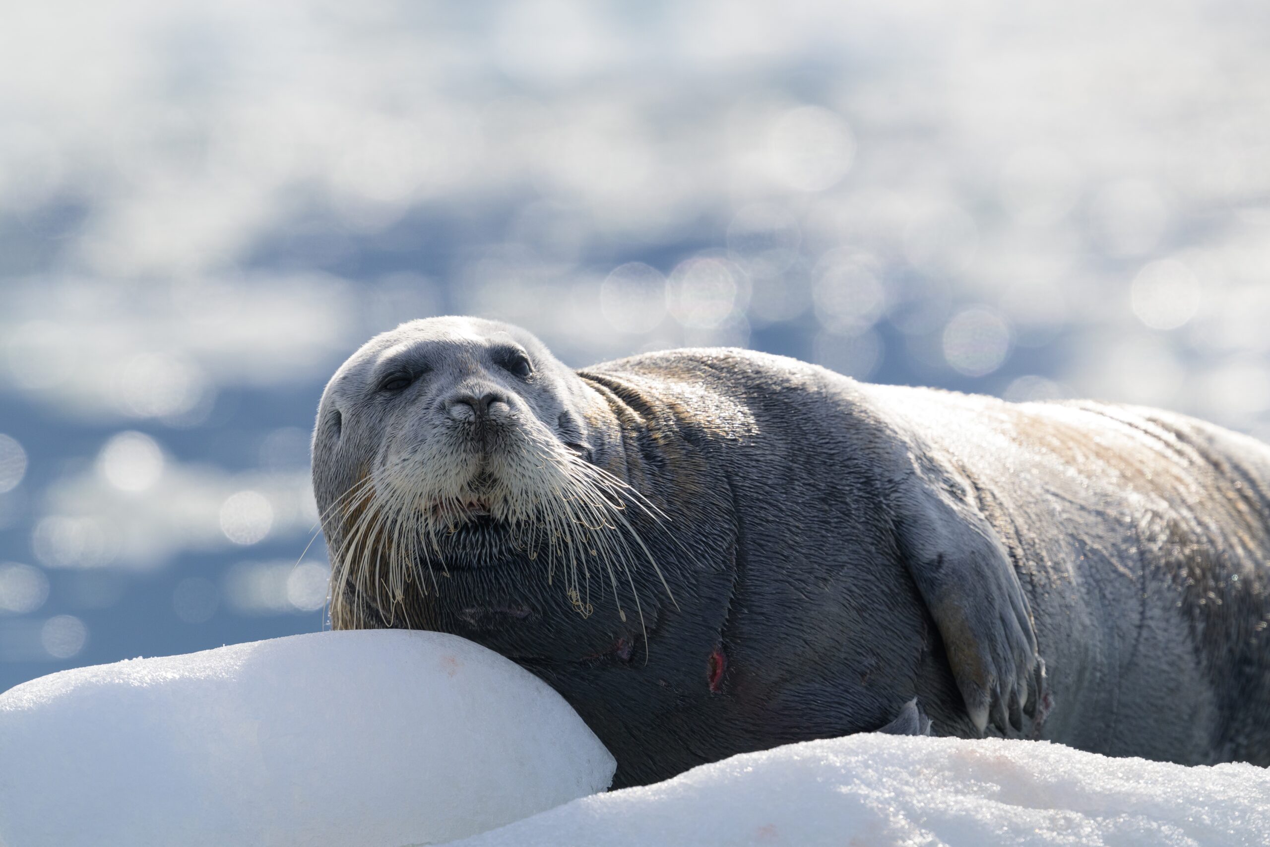 Bearded Seal