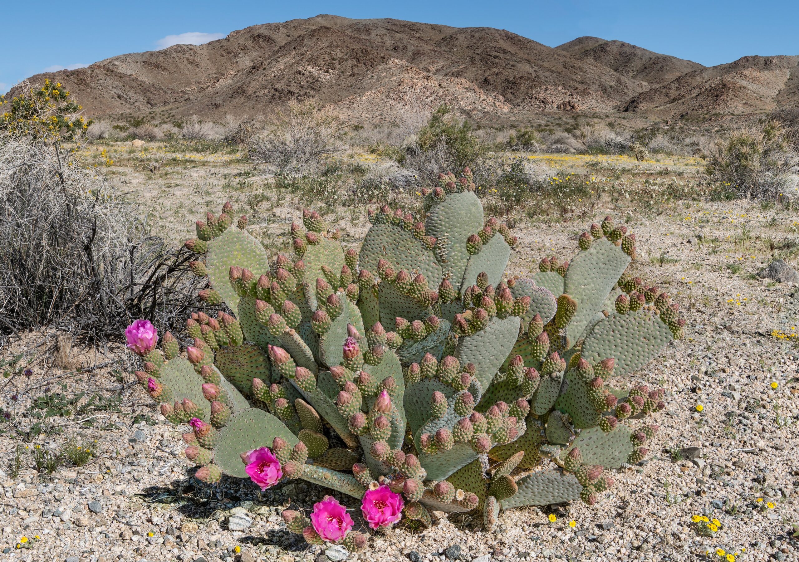 Beavertail Cactus