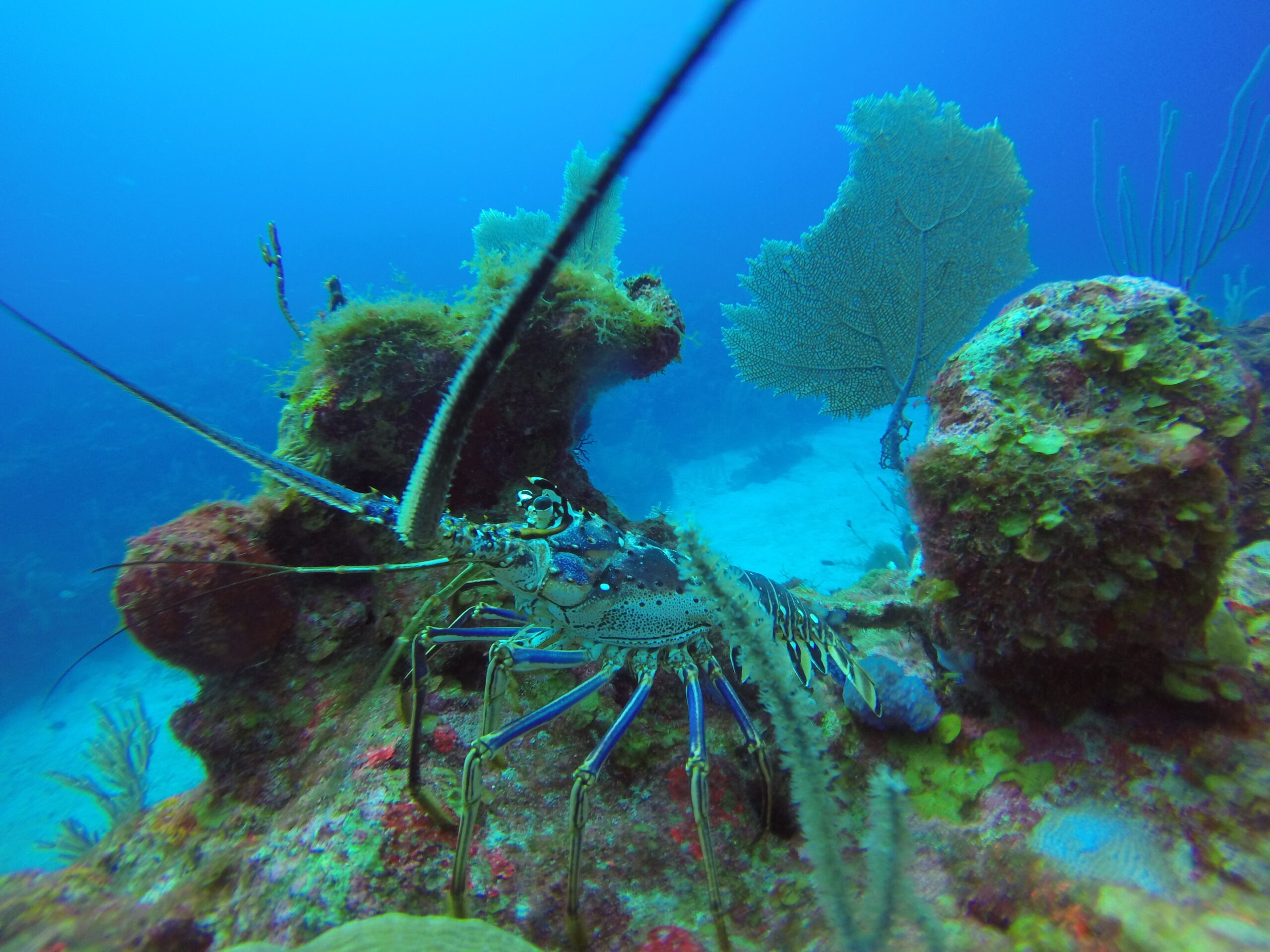 Belize Barrier Reef, Belize