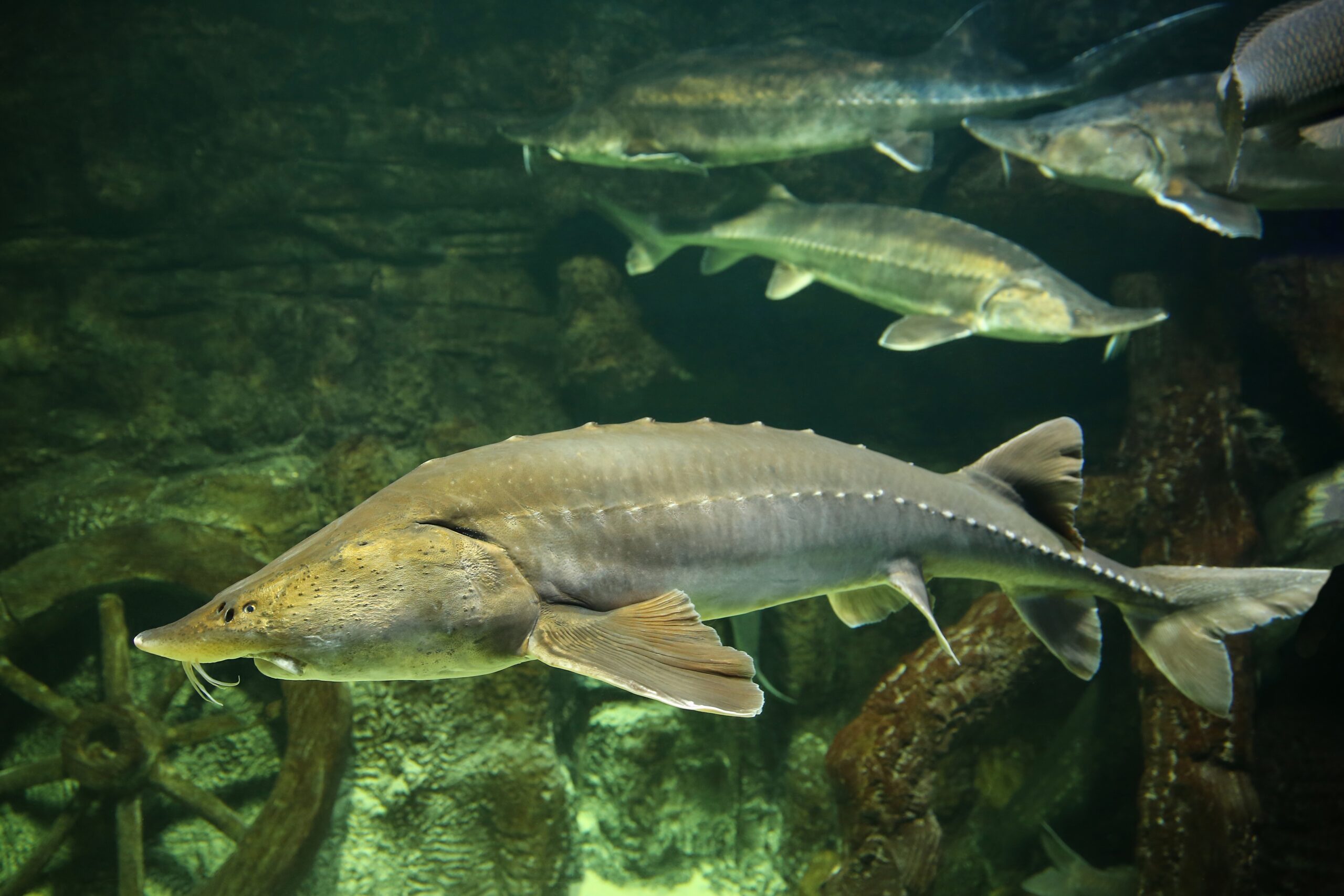 Beluga Sturgeon