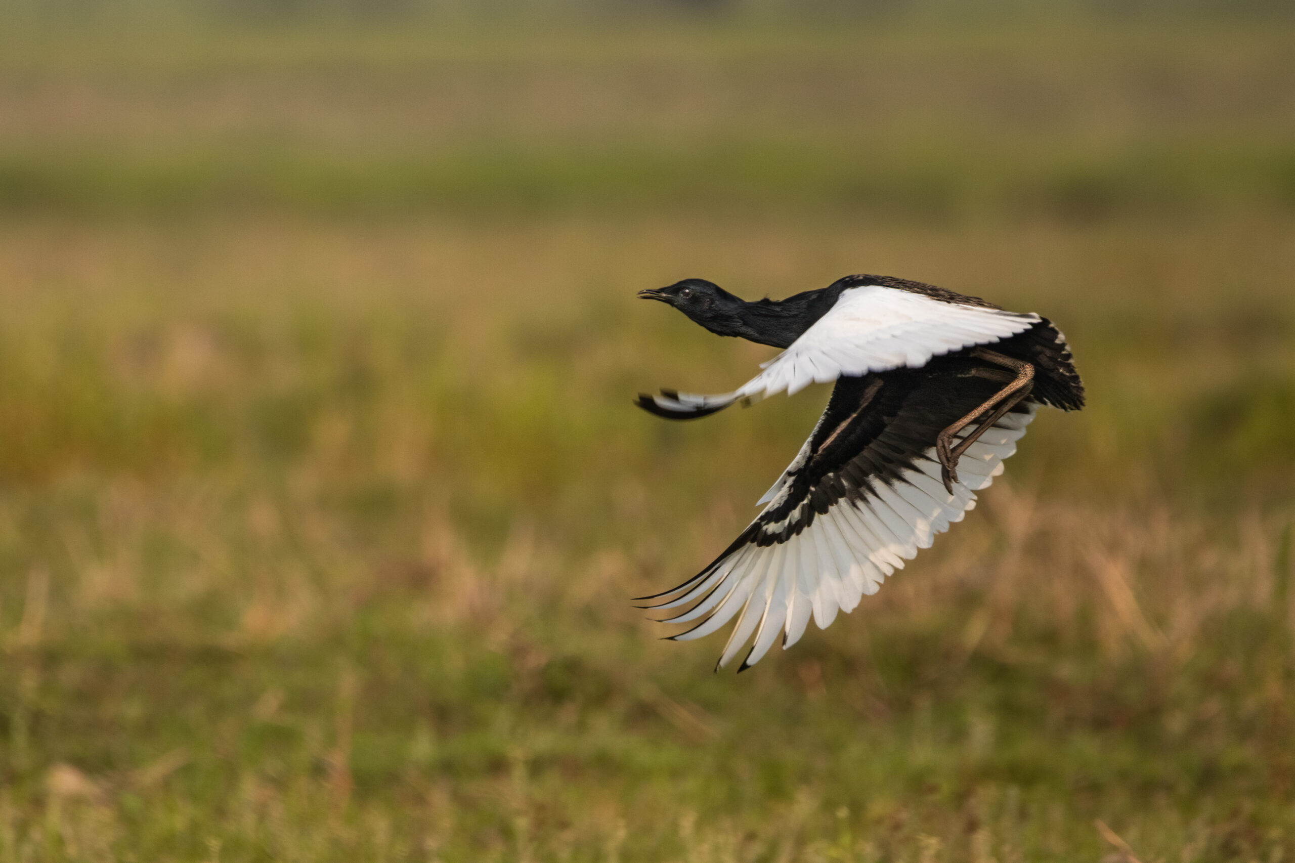 Bengal Florican