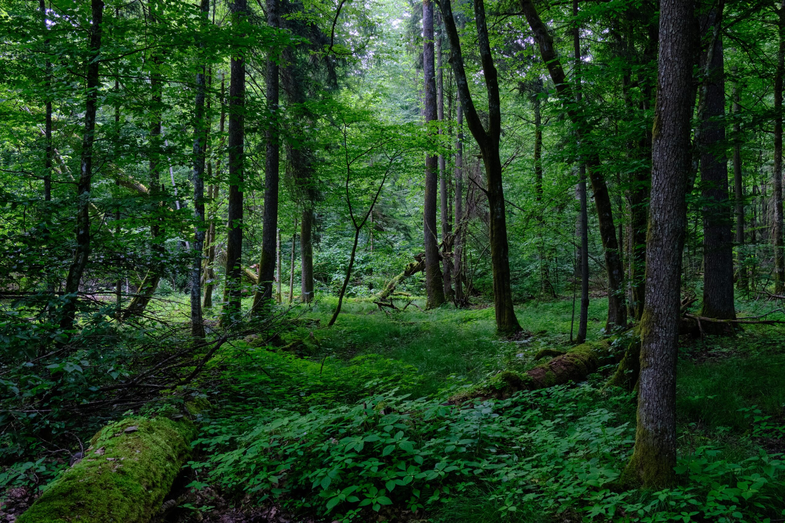 Bialowieza Forest, Poland and Belarus