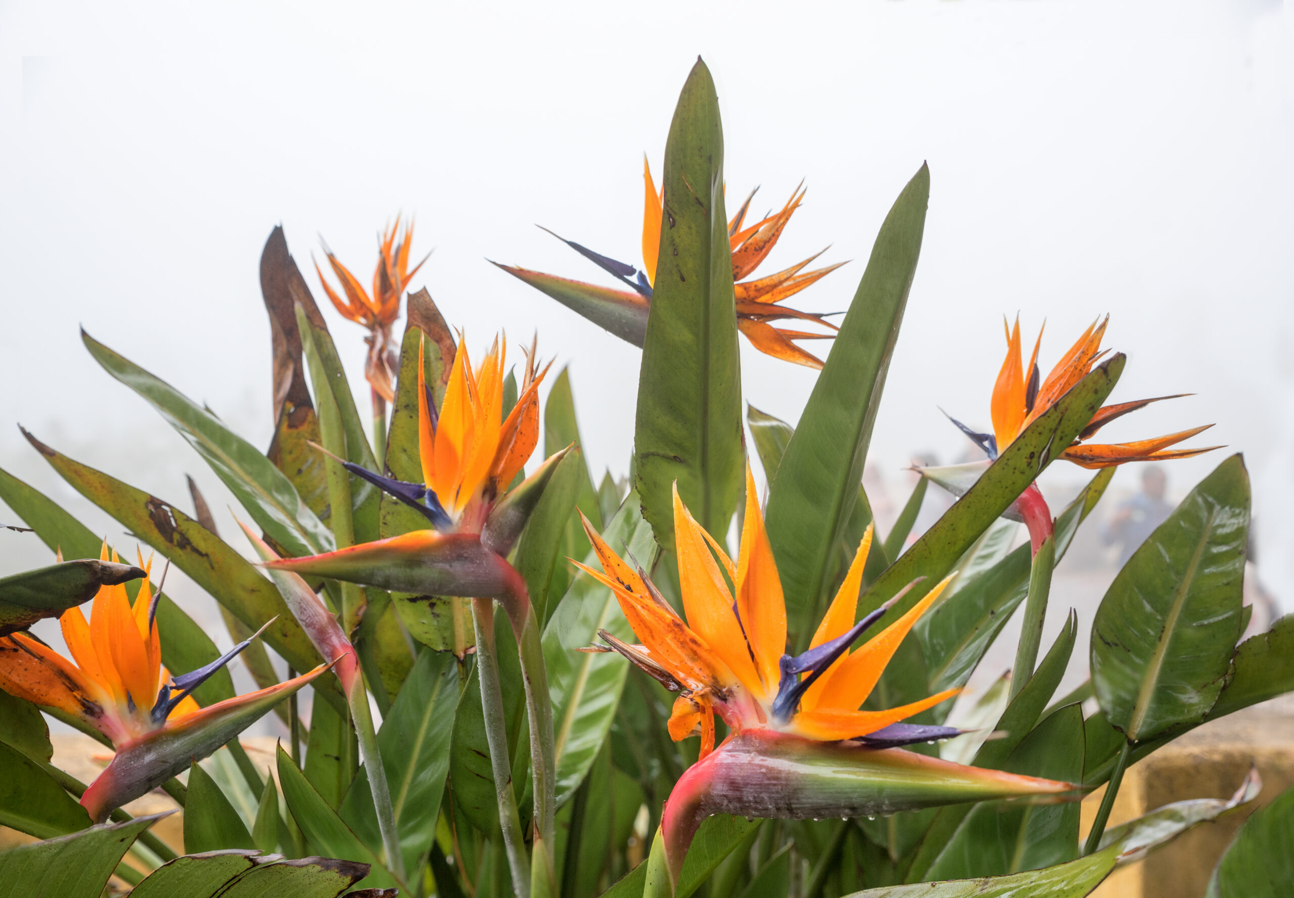 Bird of Paradise (Strelitzia reginae)