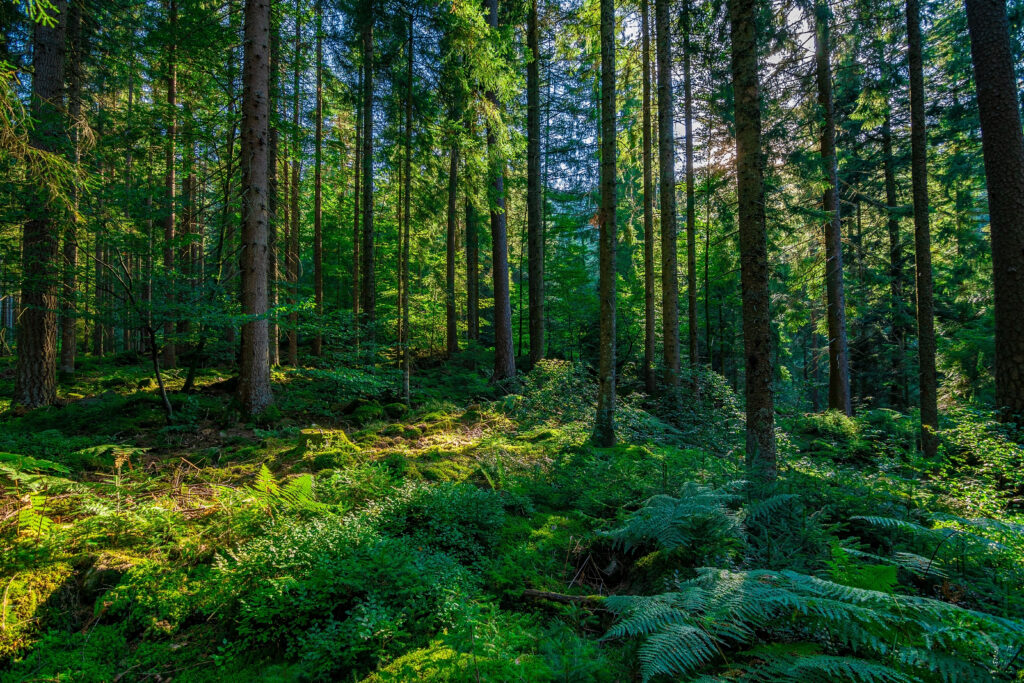 Black Forest, Germany