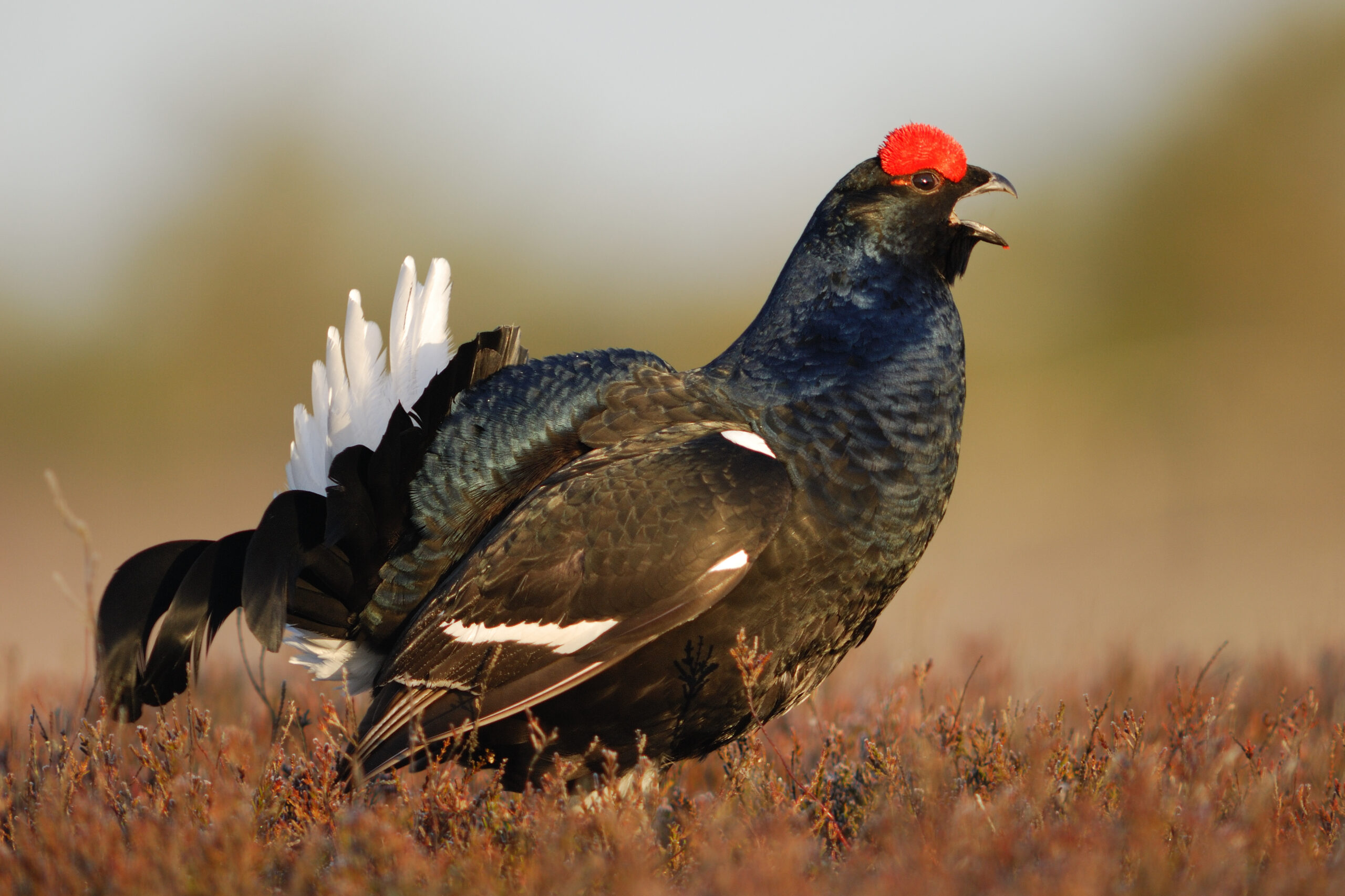 Black Grouse