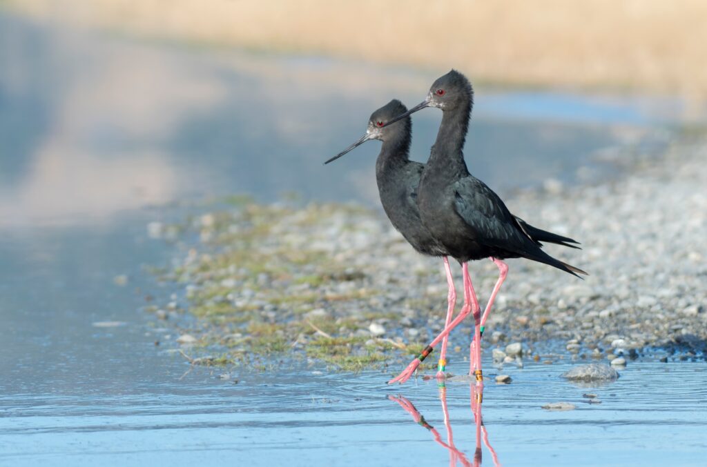 Black Stilt