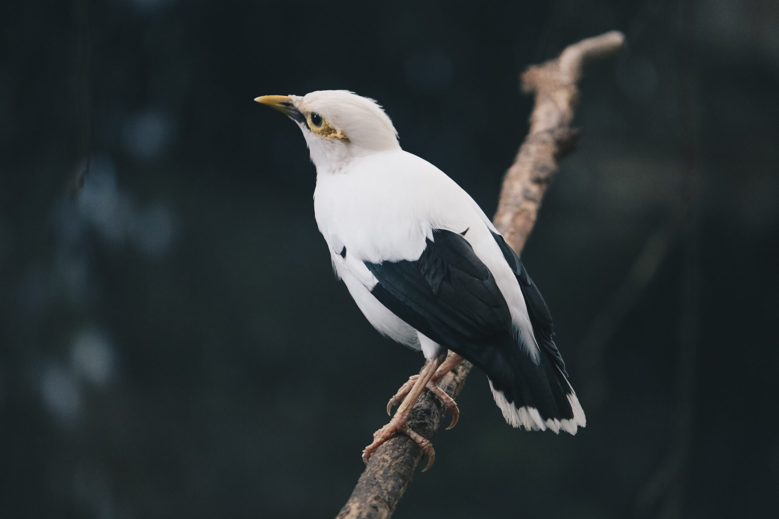 Black-winged Myna