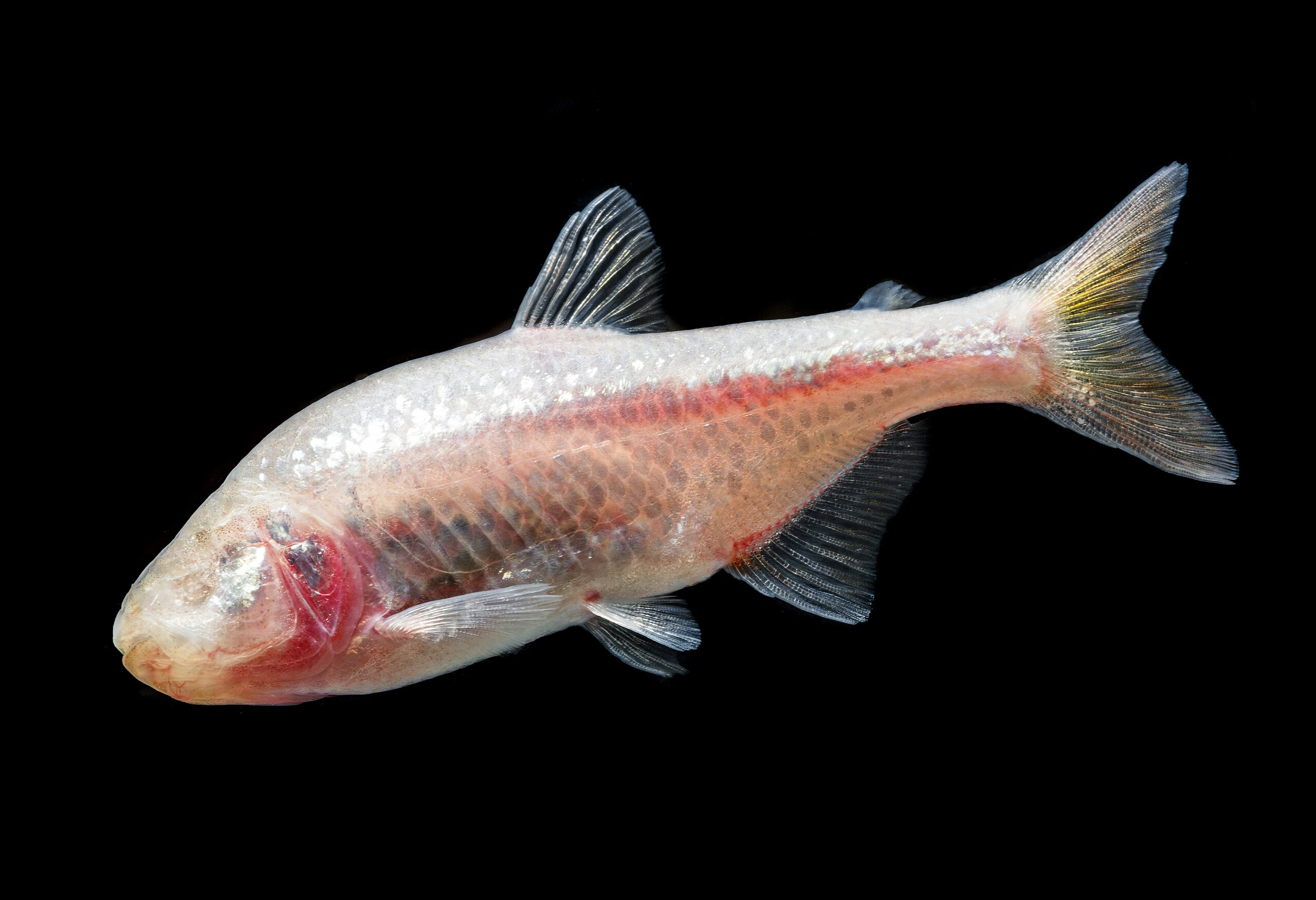 Blind Cave Tetra