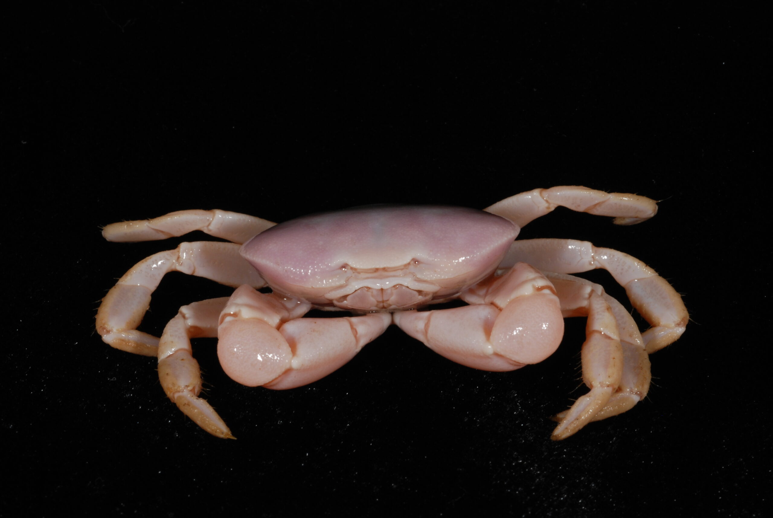 Blind Vent Crab