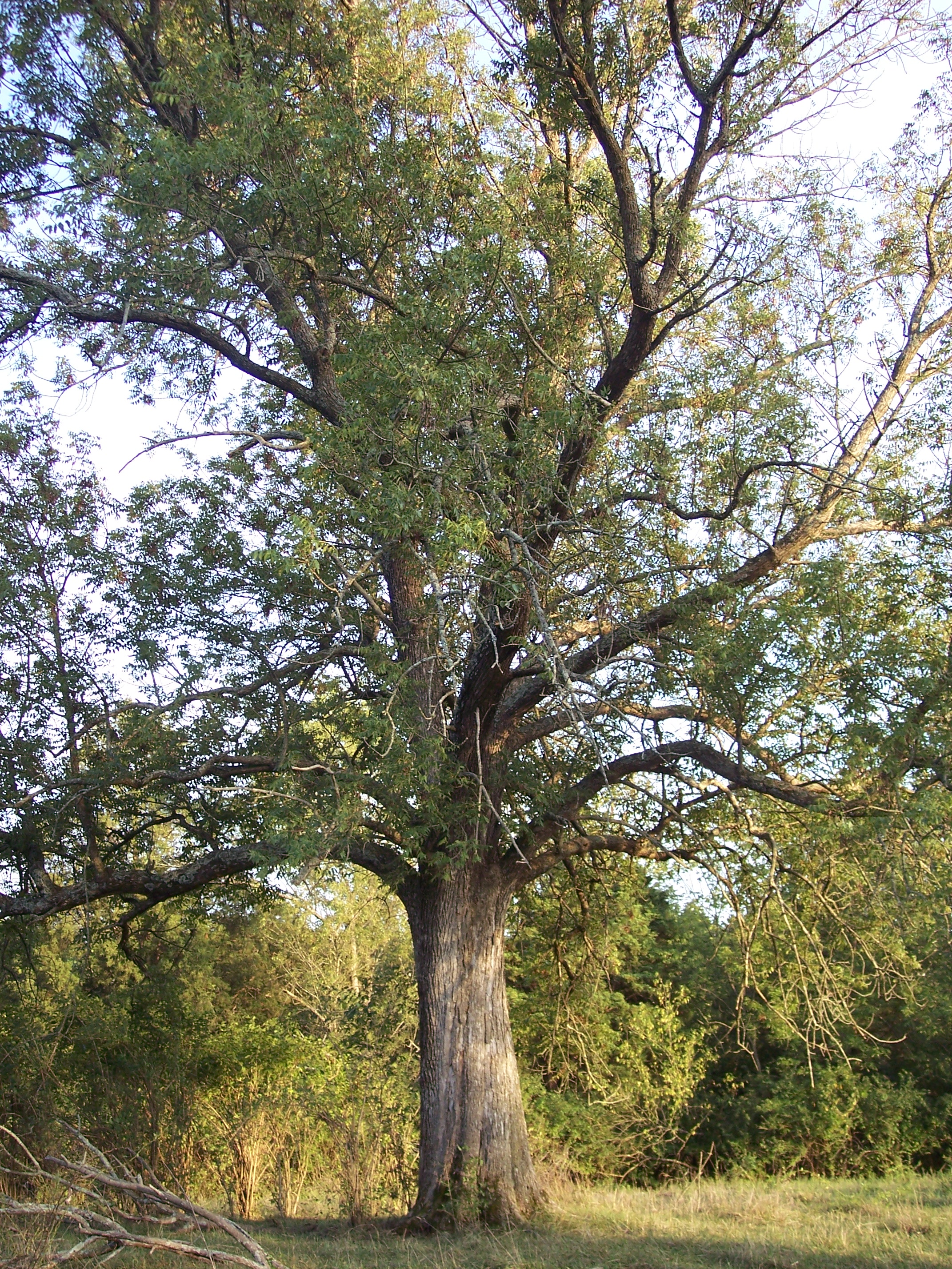 Blue Ash (Fraxinus quadrangulata)