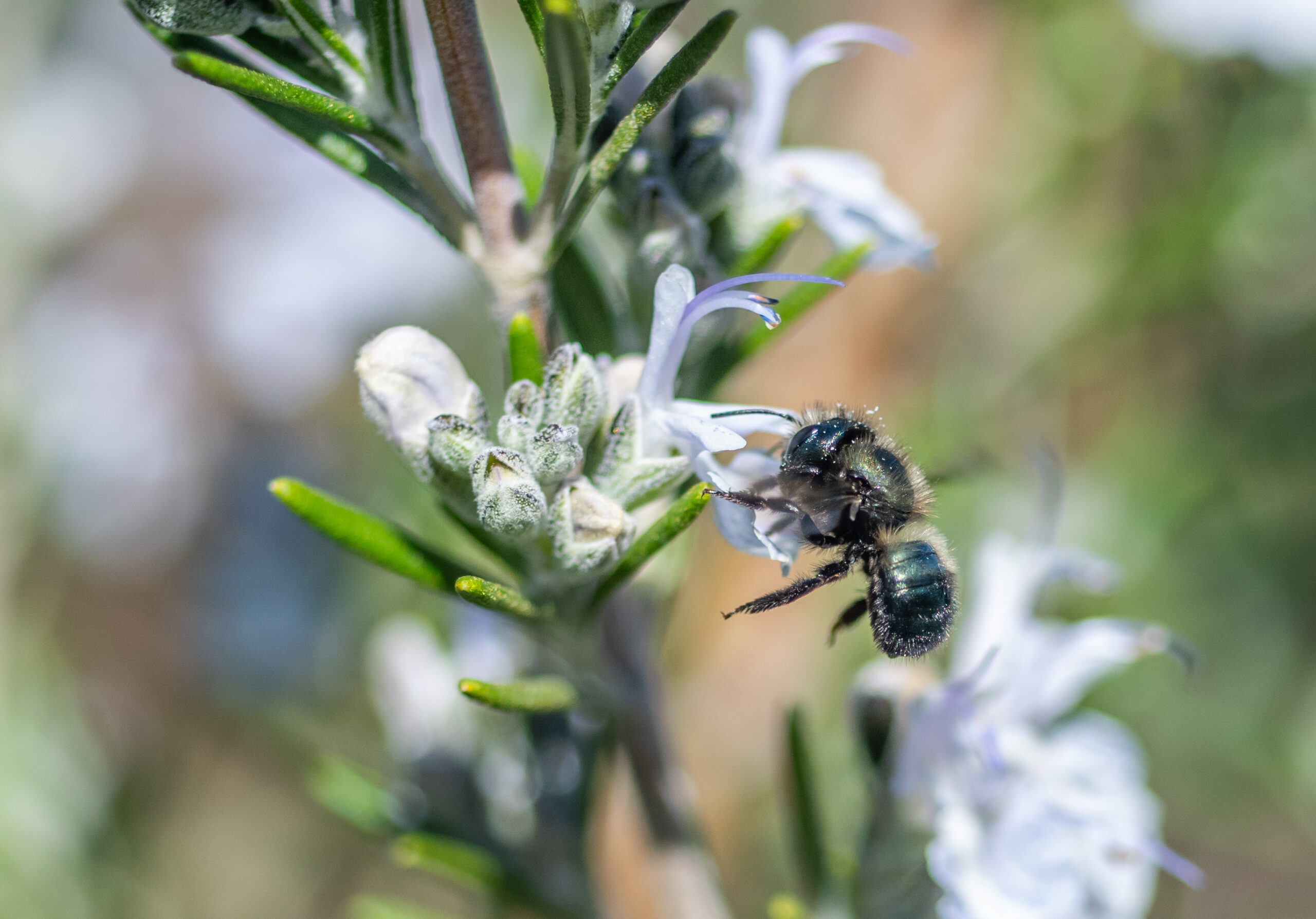 Blue Orchard Bee (Osmia lignaria)