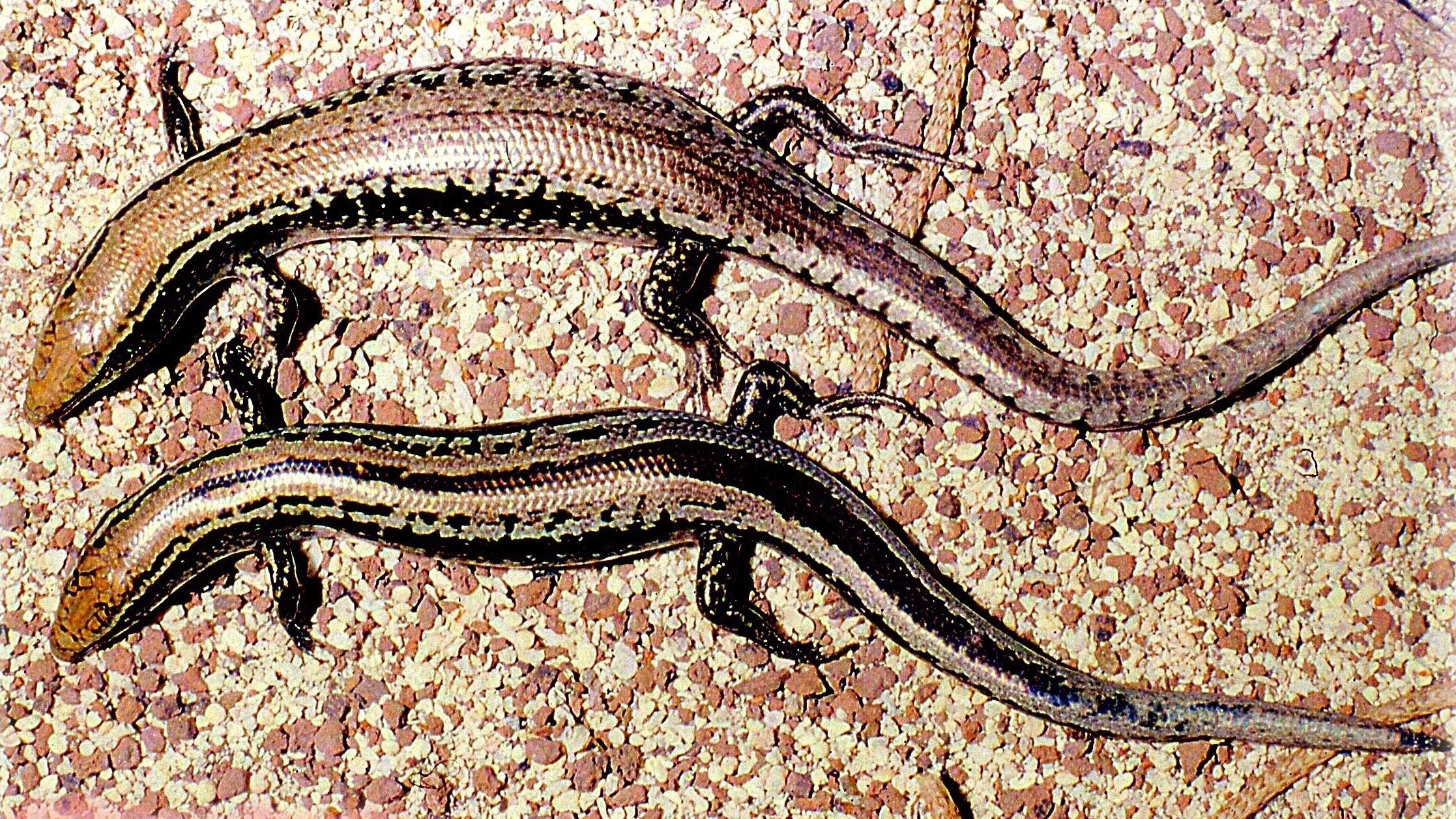 Bojer’s Skink (Mauritius)