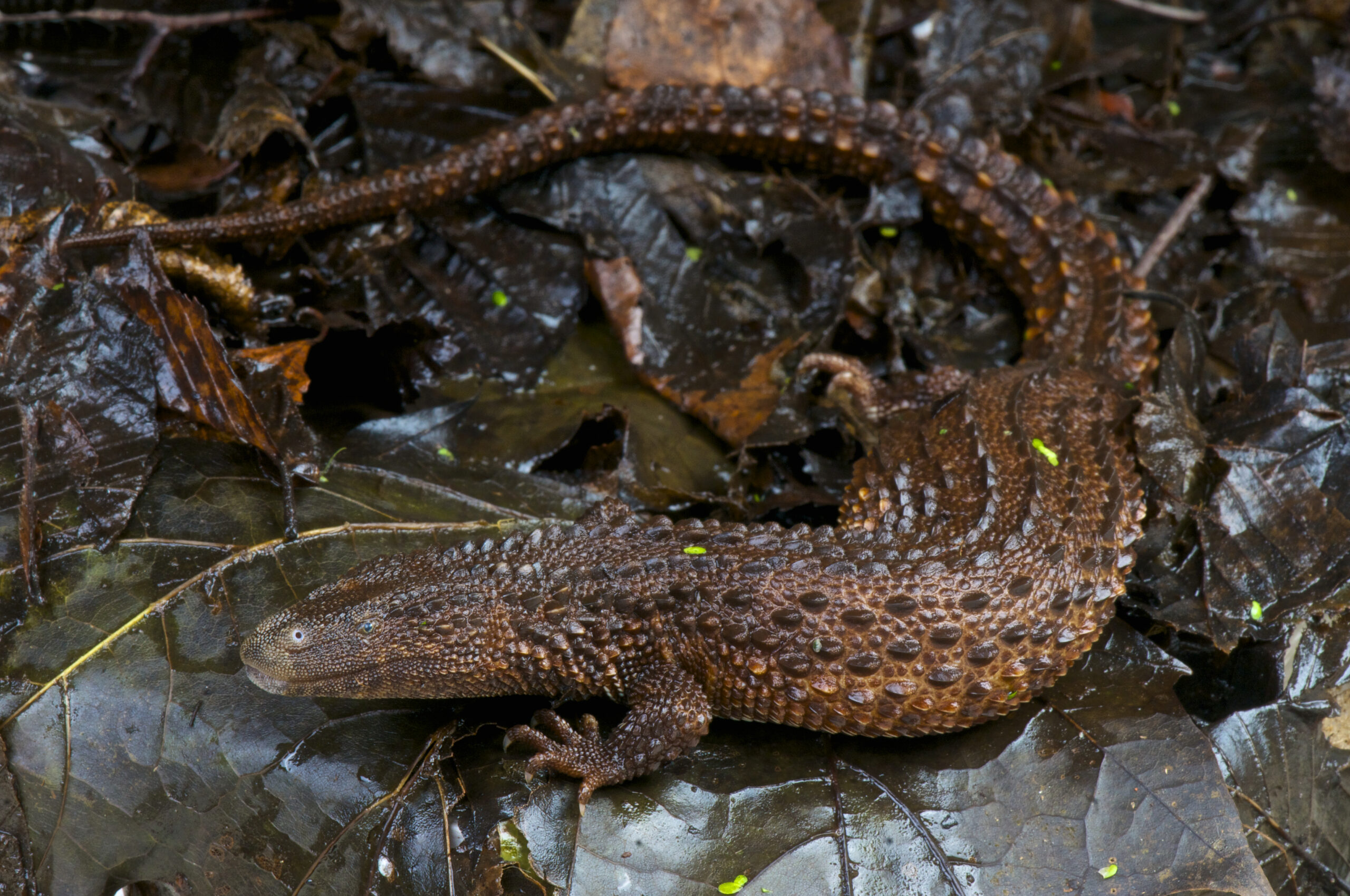 Borneo Earless Monitor Lizard (Borneo)