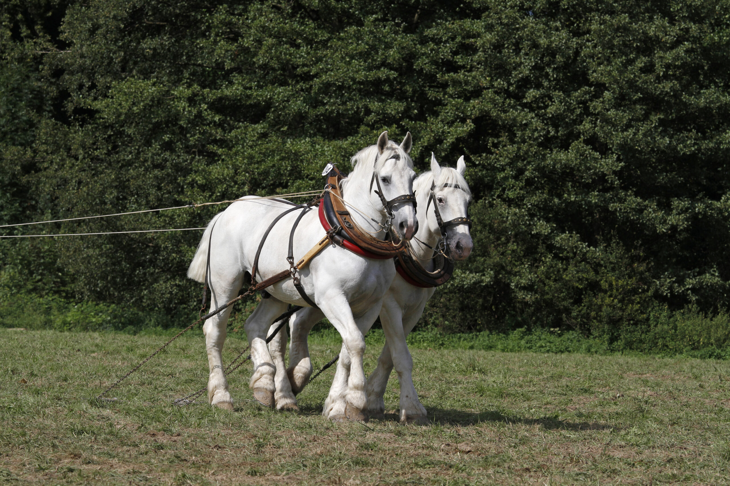 Boulonnais