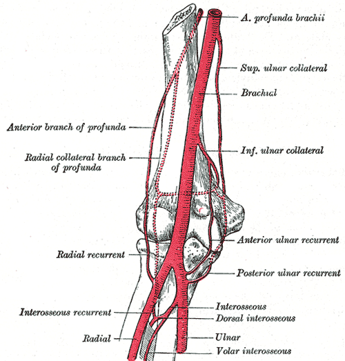 Brachial Artery