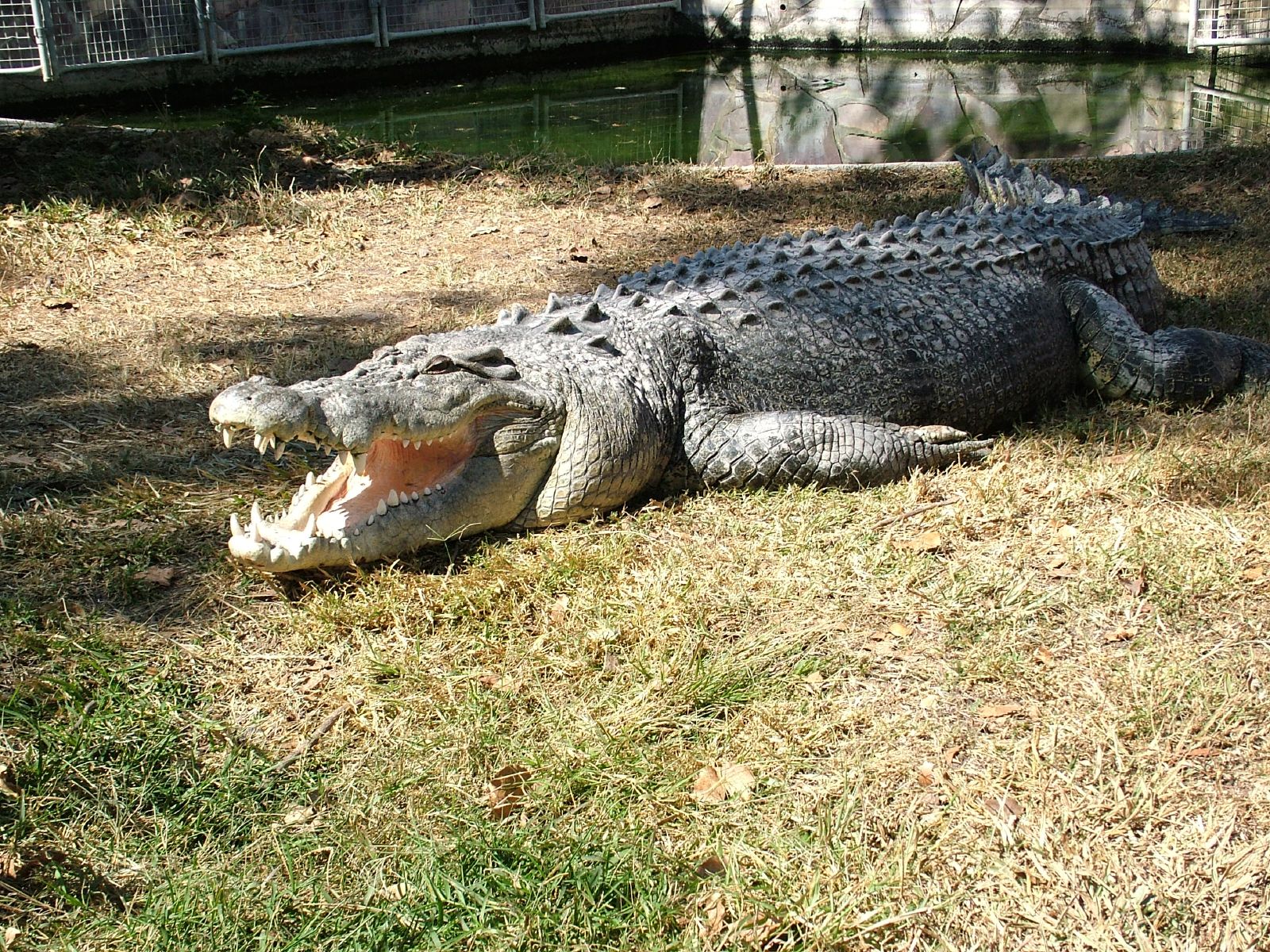 Brutus (Australia)