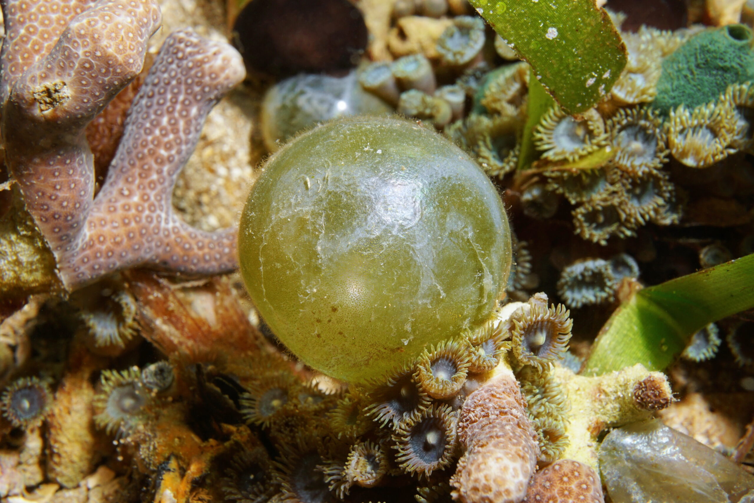 Bubble Algae (Valonia ventricosa)