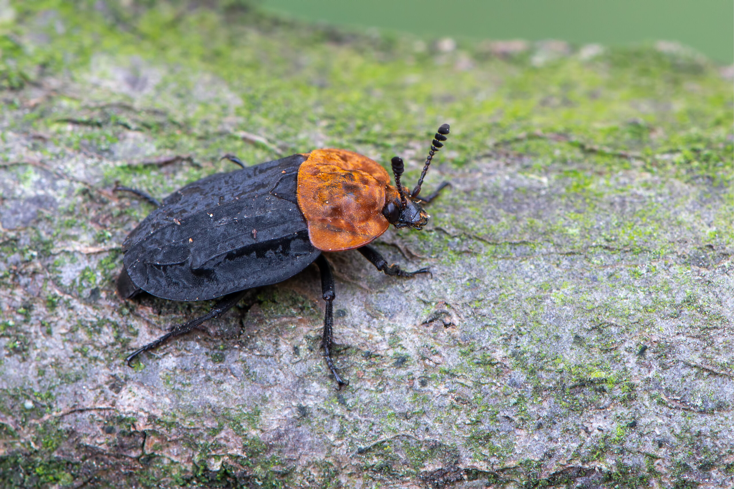 Carrion Beetles