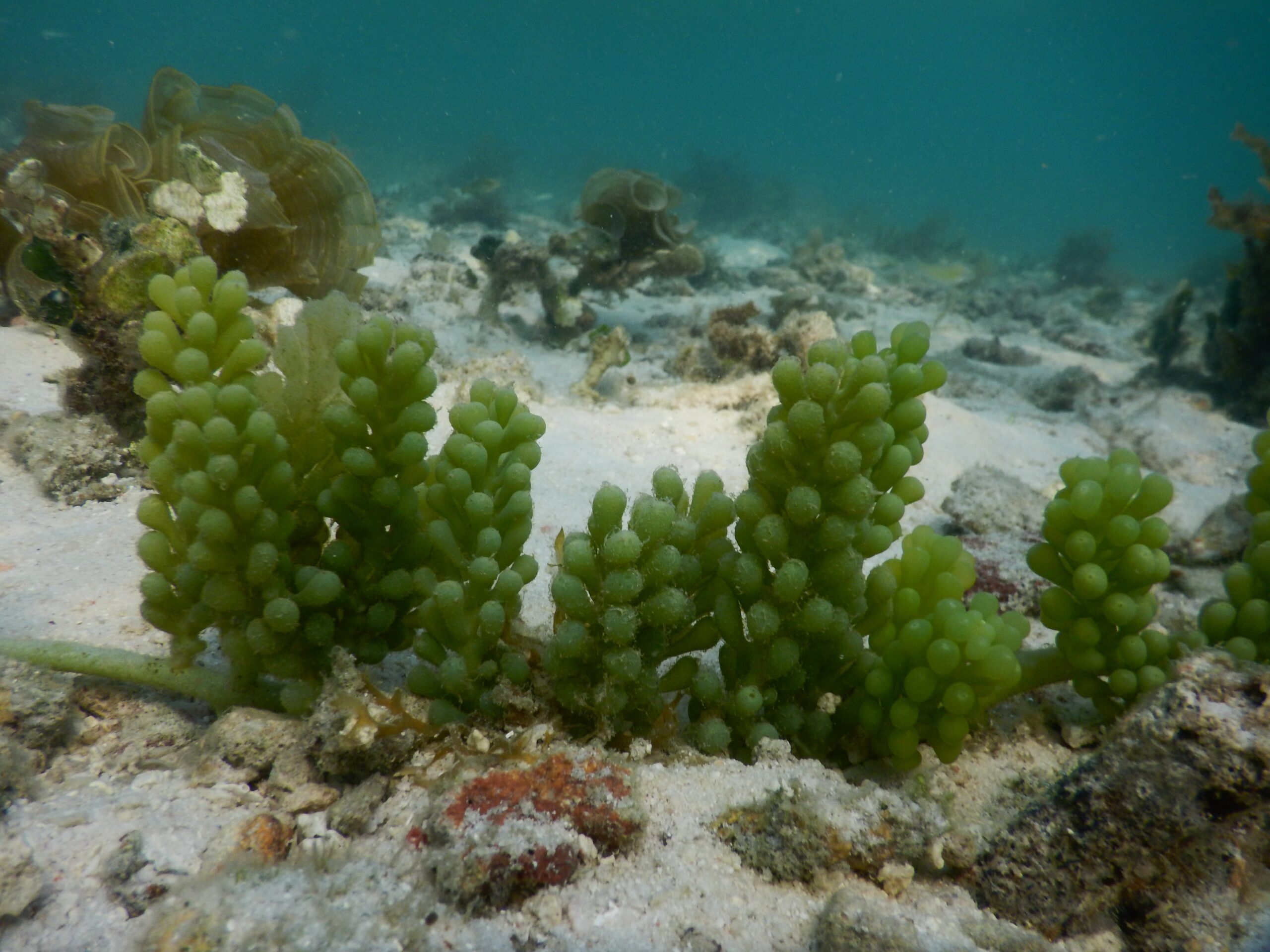 Caulerpa