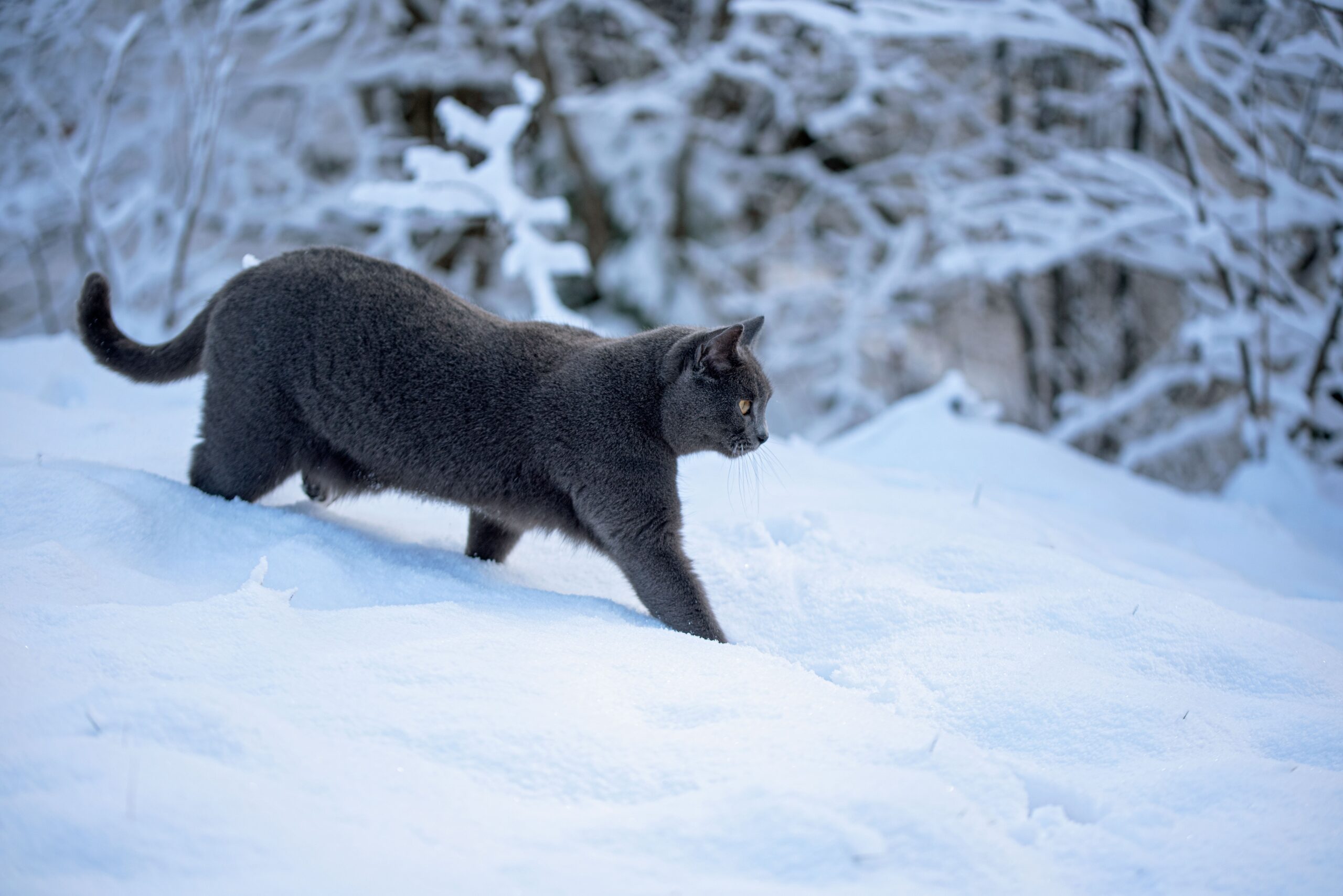 Chartreux