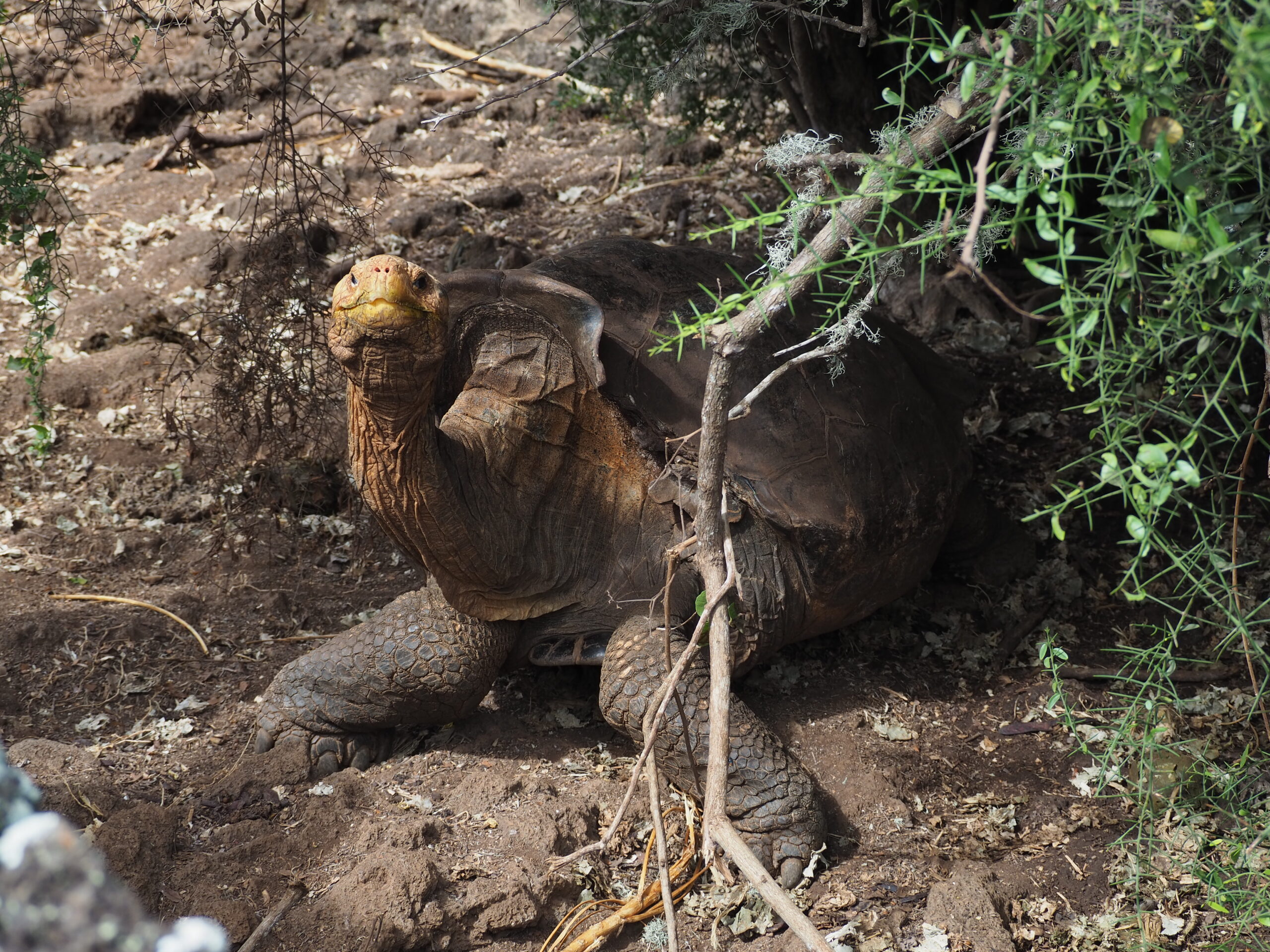 Española Giant Tortoise