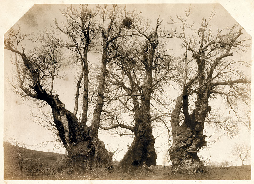 Chestnut Tree of One Hundred Horses – Chestnut Tree, Italy