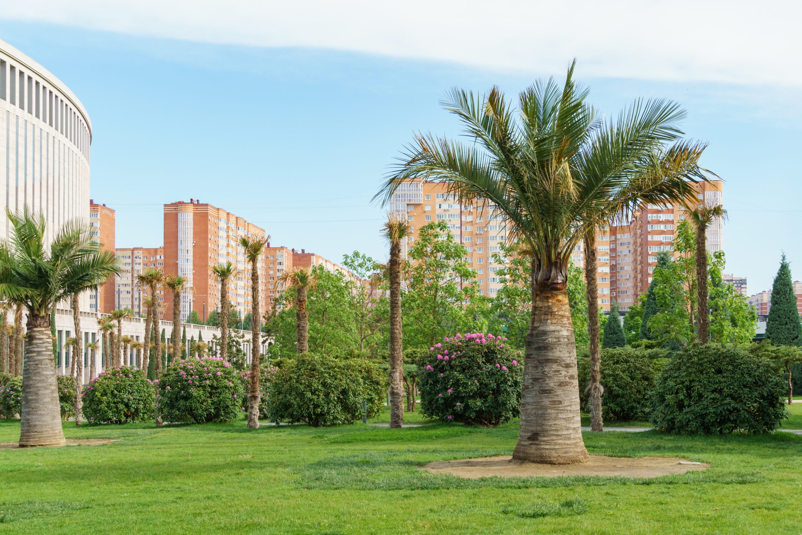 Chilean Wine Palm (Jubaea chilensis)