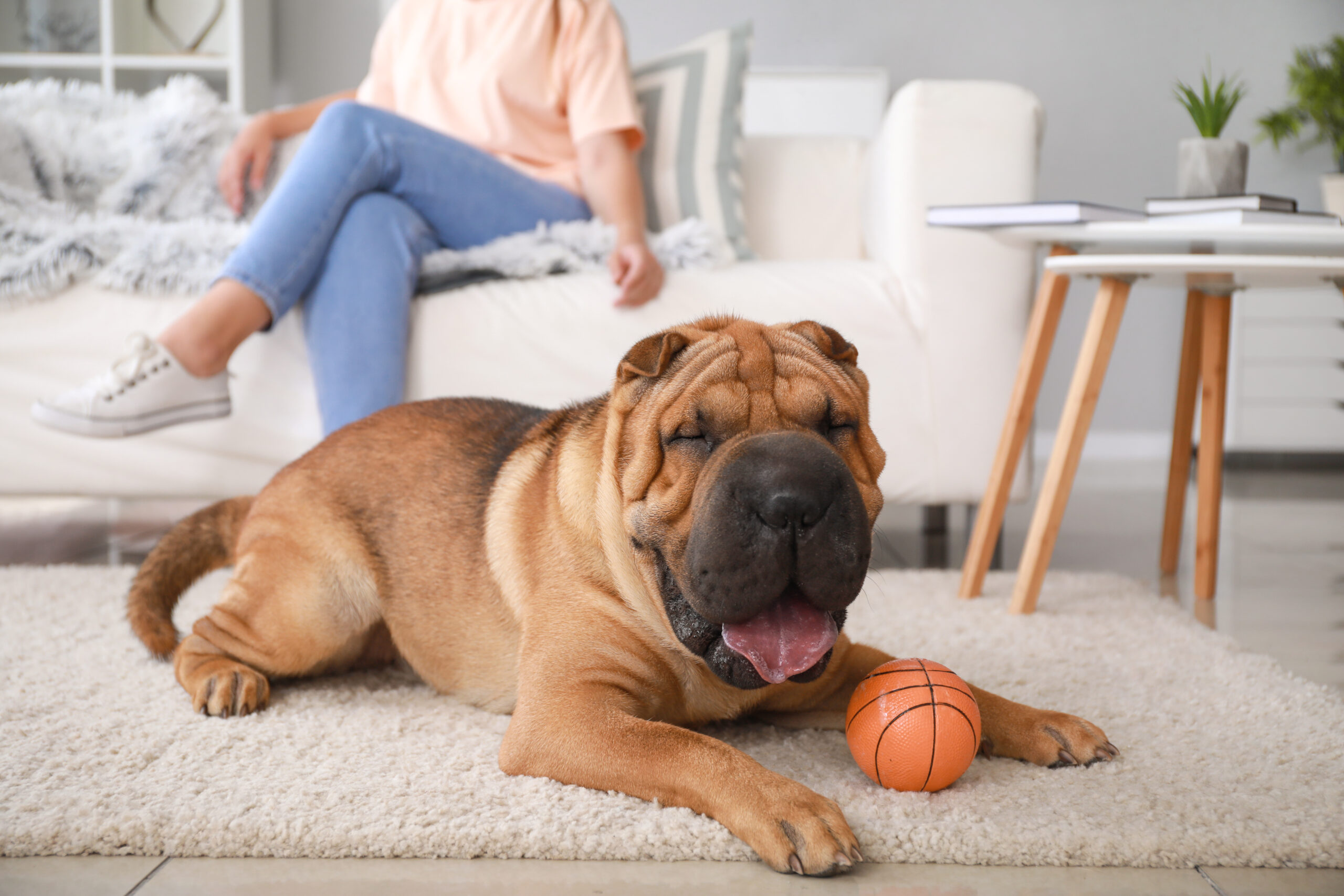 Chinese Shar-Pei