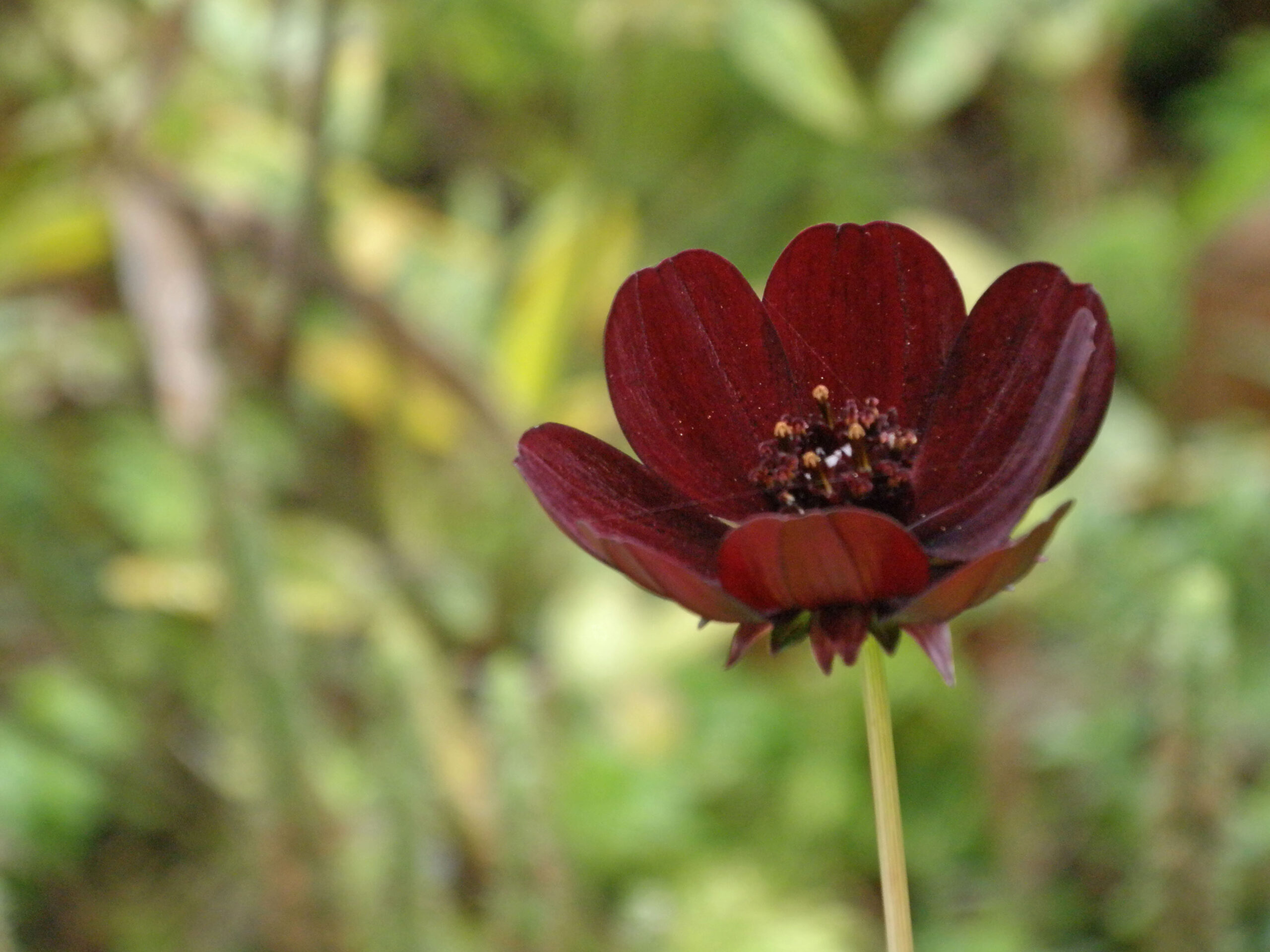 Chocolate Cosmos