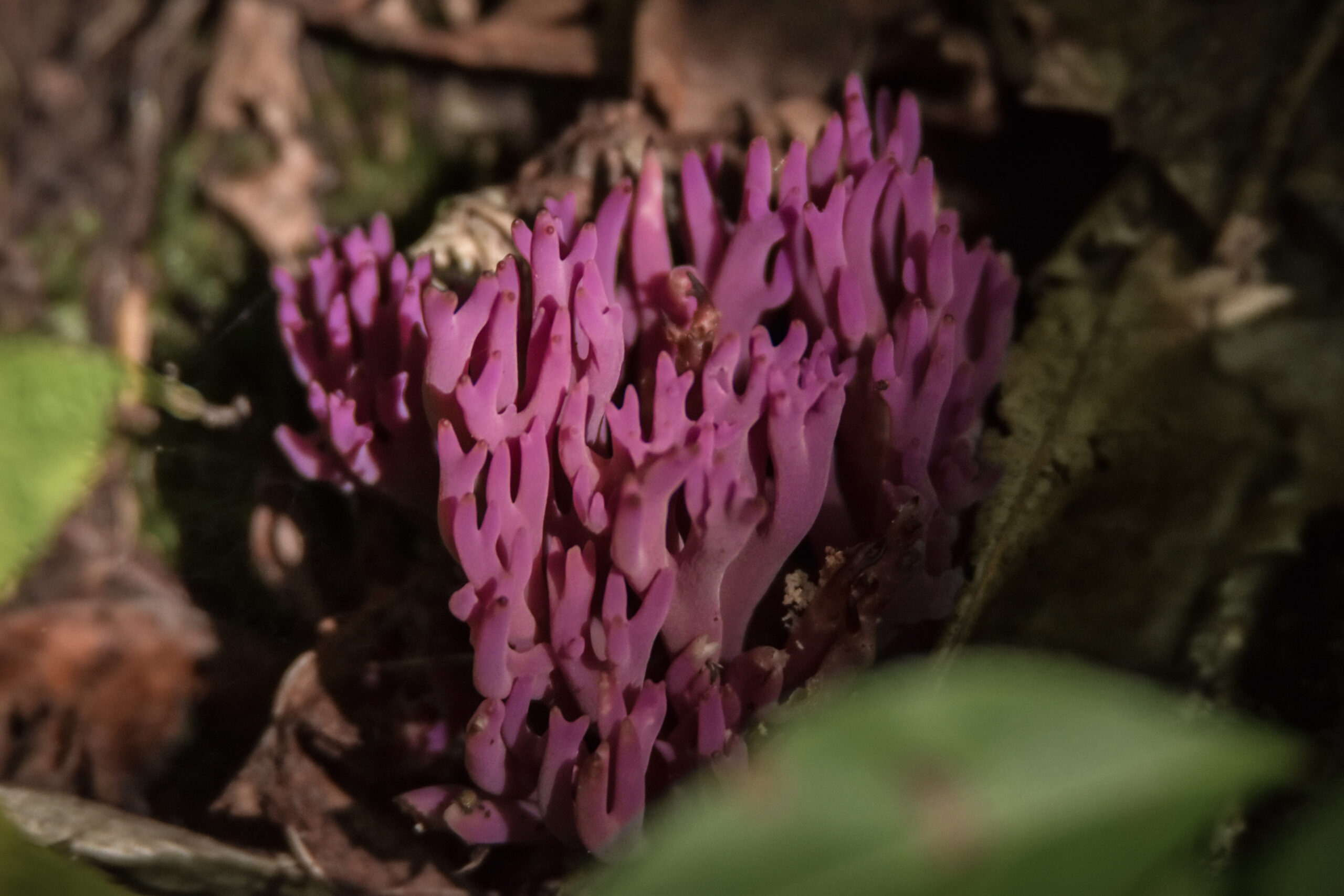 Clavaria zollingeri (Violet Coral Fungus)