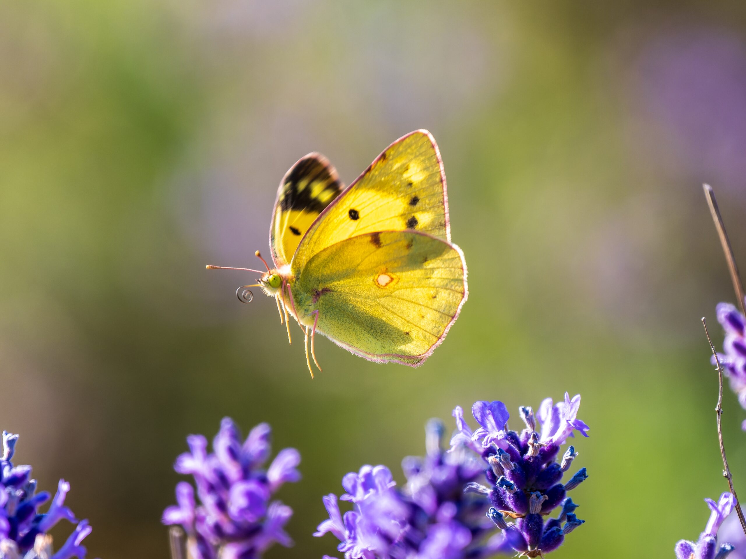 Clouded Yellow Butterfly (Colias croceus)