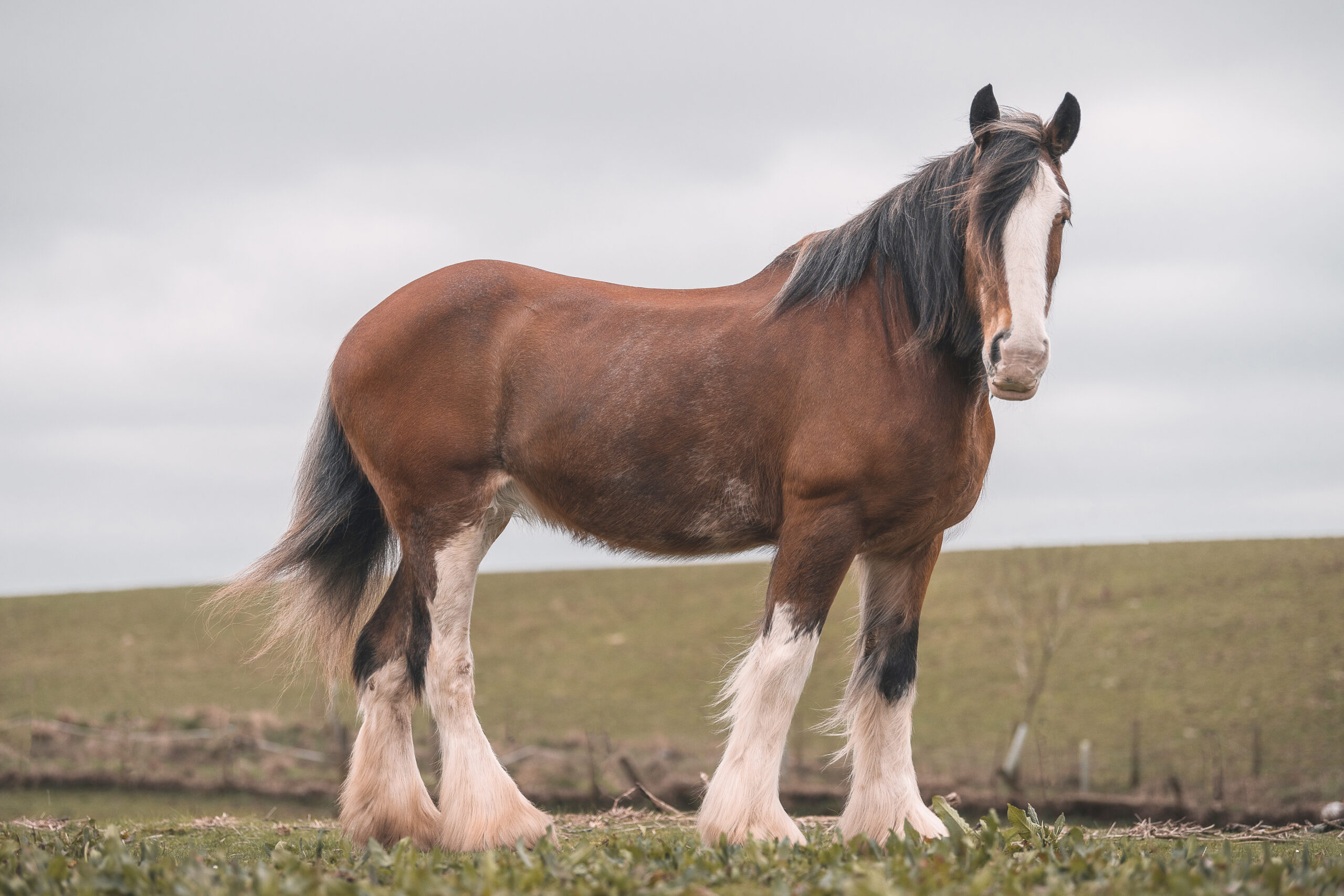 Clydesdale