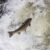 14 Migratory Fish Endangered by Overfishing and Dam Construction