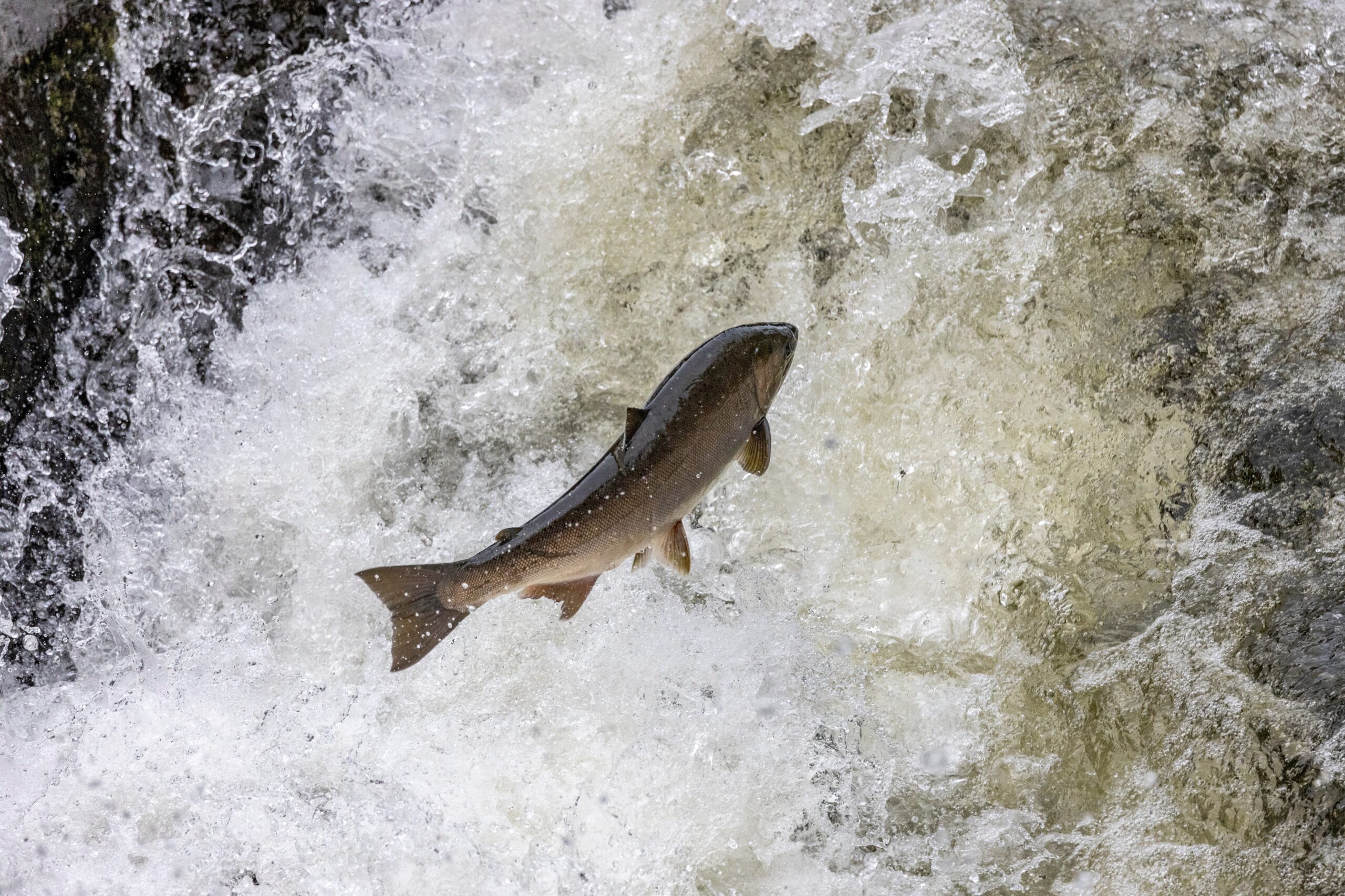 Coho Salmon (Oncorhynchus kisutch)